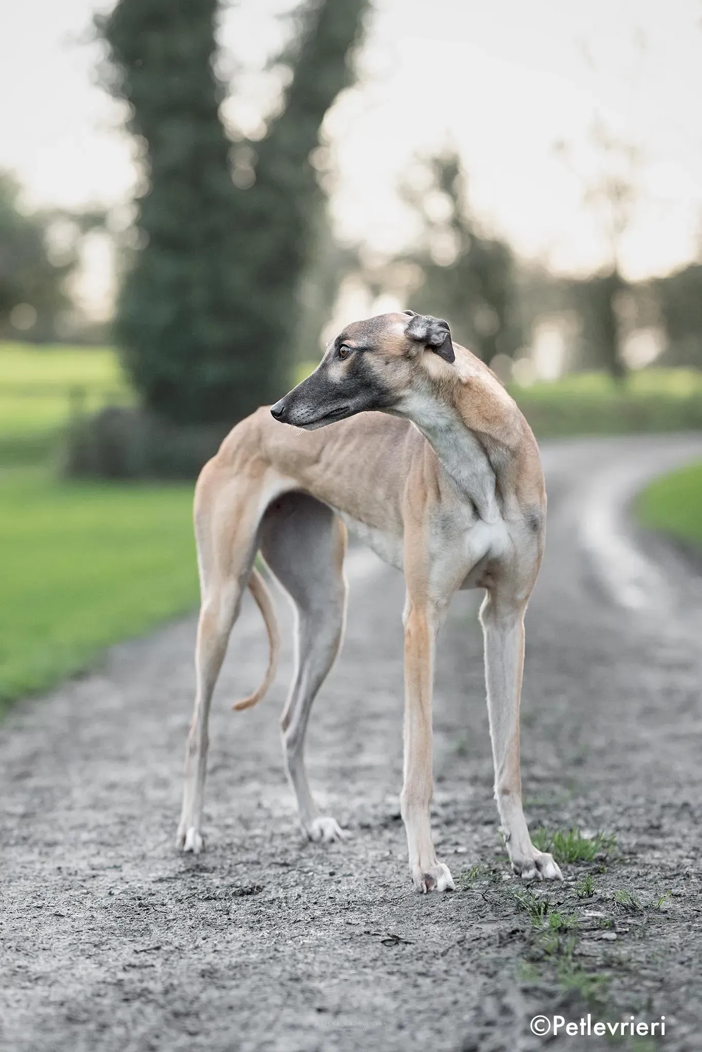 horgie adozione levrieri greyhound 1