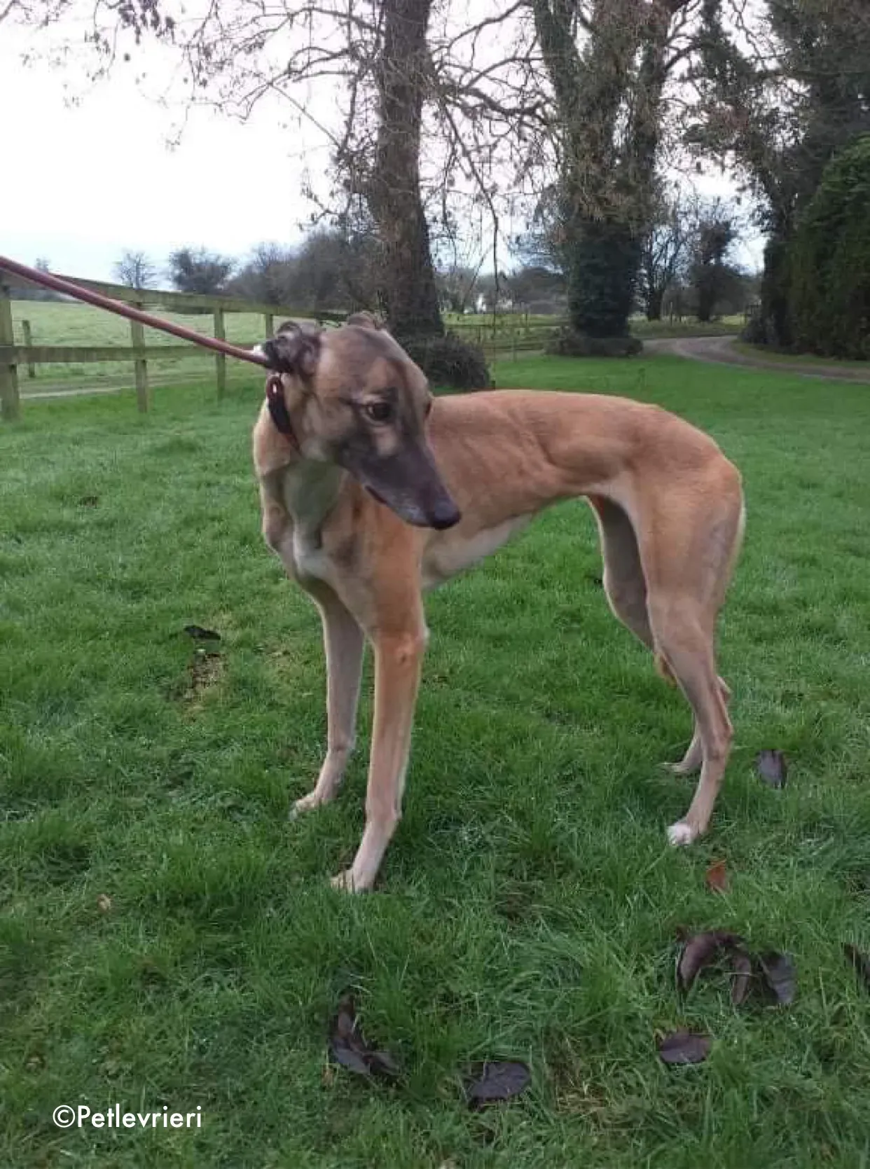 horgie adozione levrieri greyhound 2 2