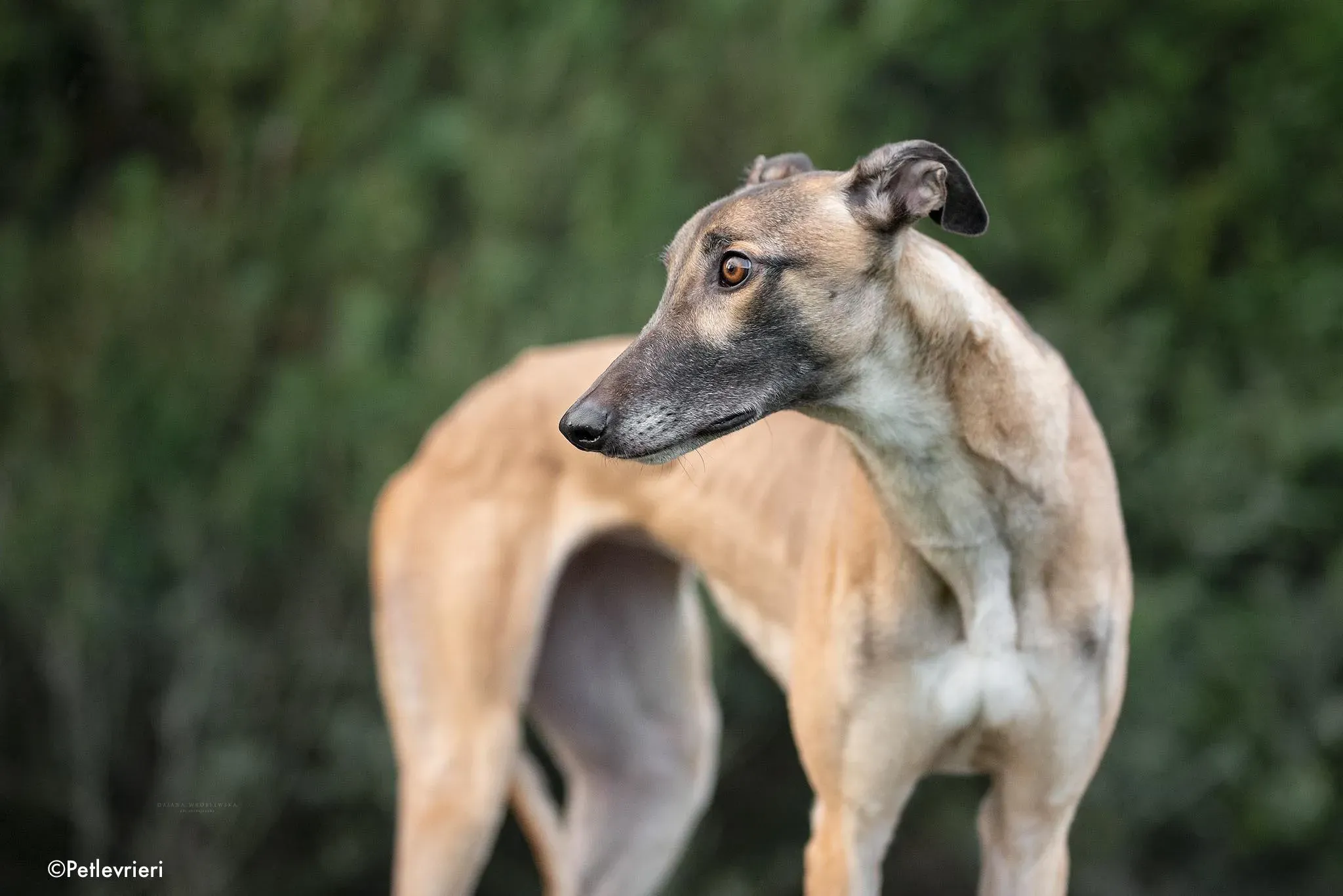 horgie adozione levrieri greyhound 2