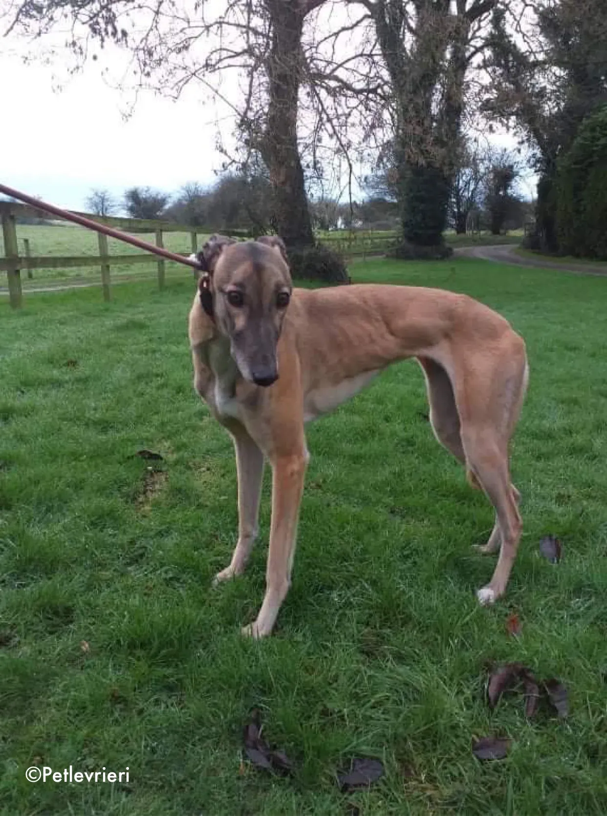 horgie adozione levrieri greyhound 3 1