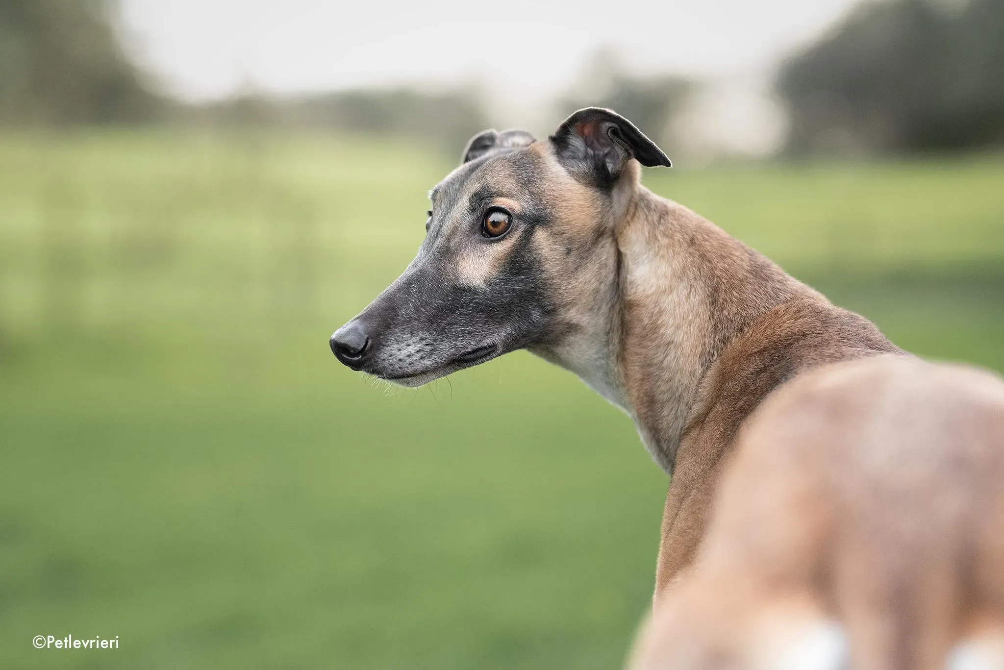 horgie adozione levrieri greyhound 3