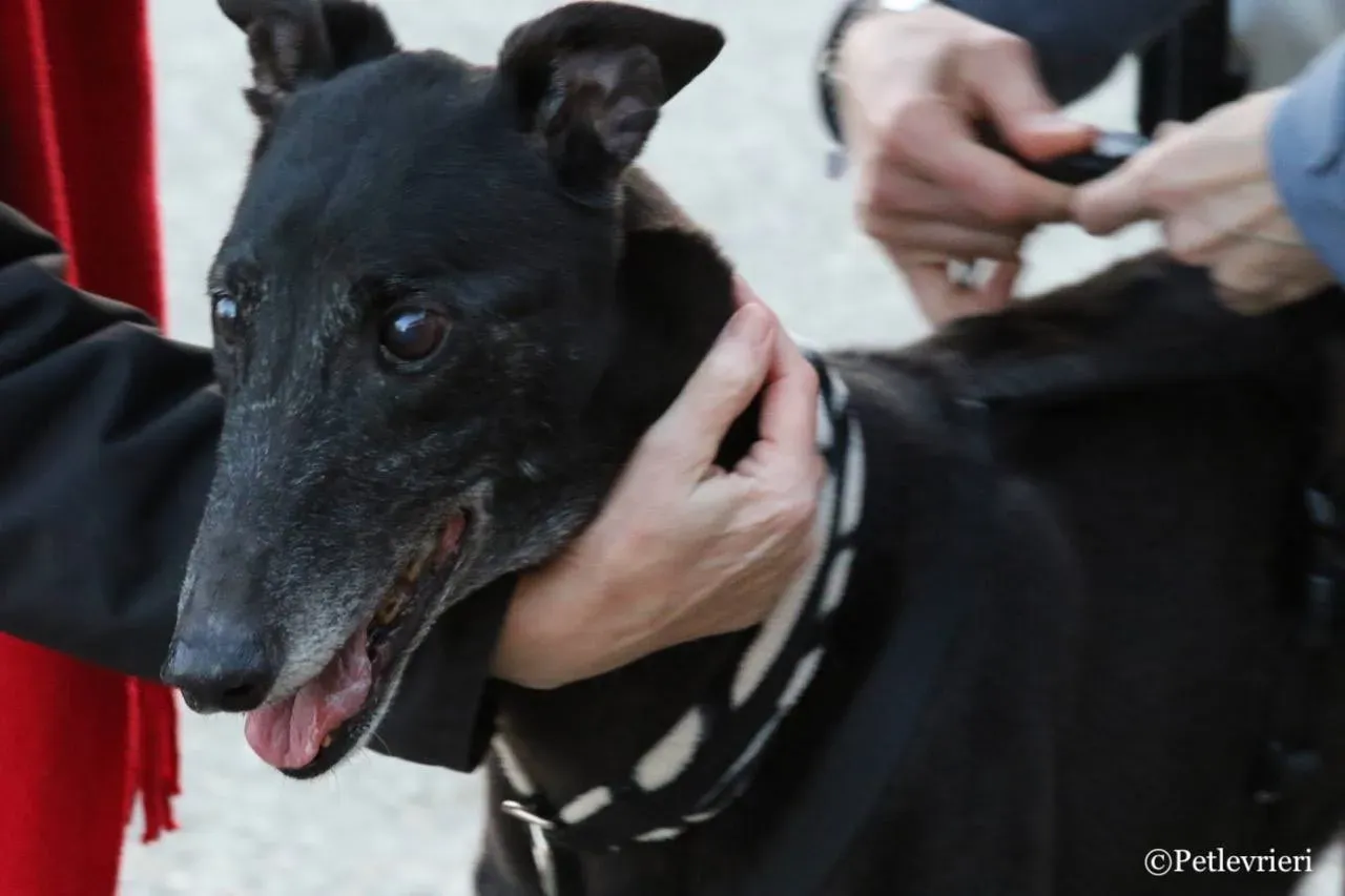 hot sal adozione greyhound macao 1 1