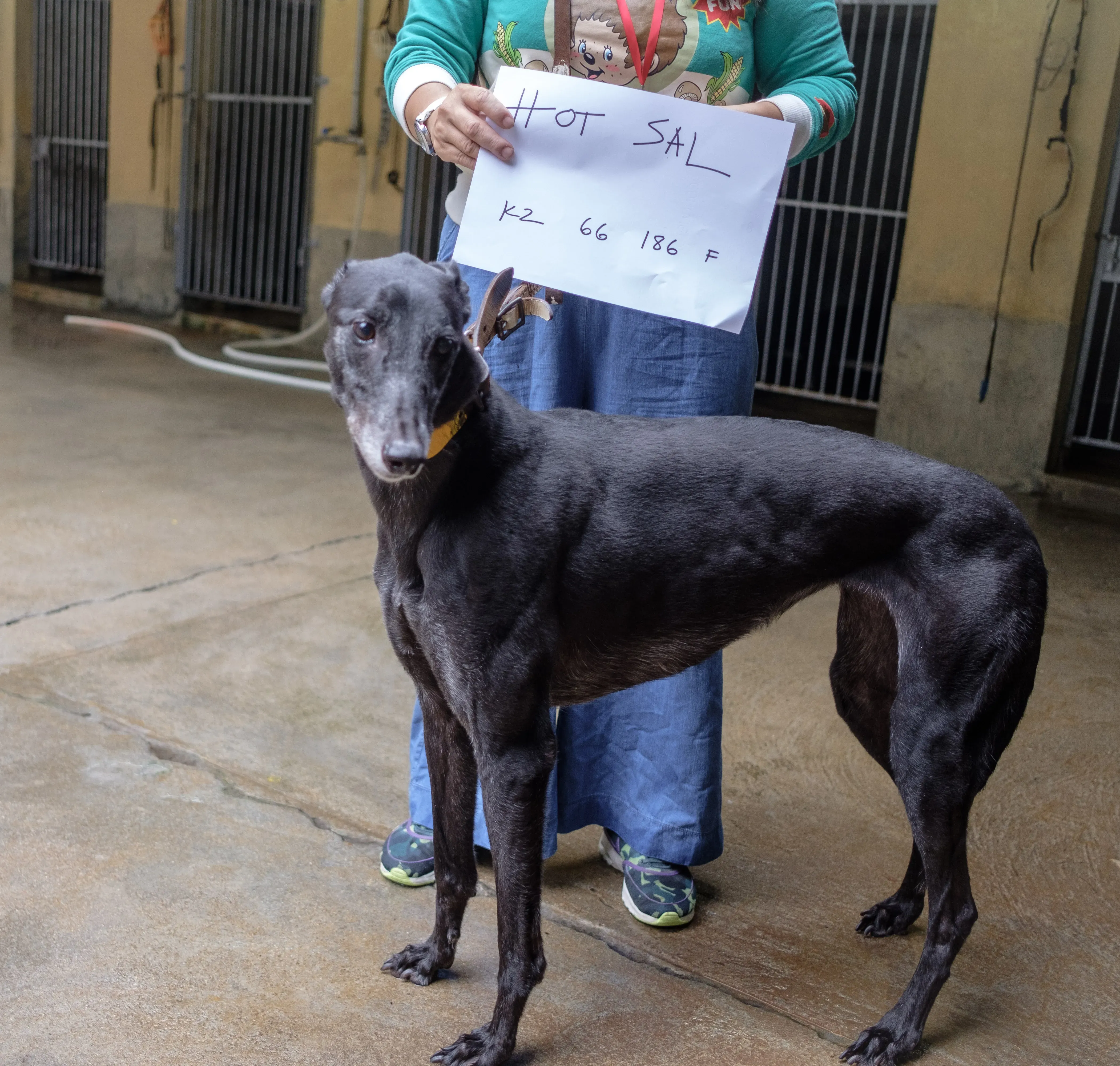 hot sal adozione greyhound macao 1