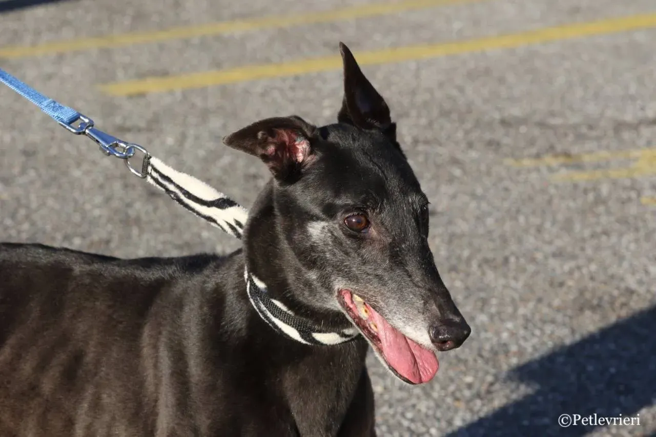 hot sal adozione greyhound macao 10 1