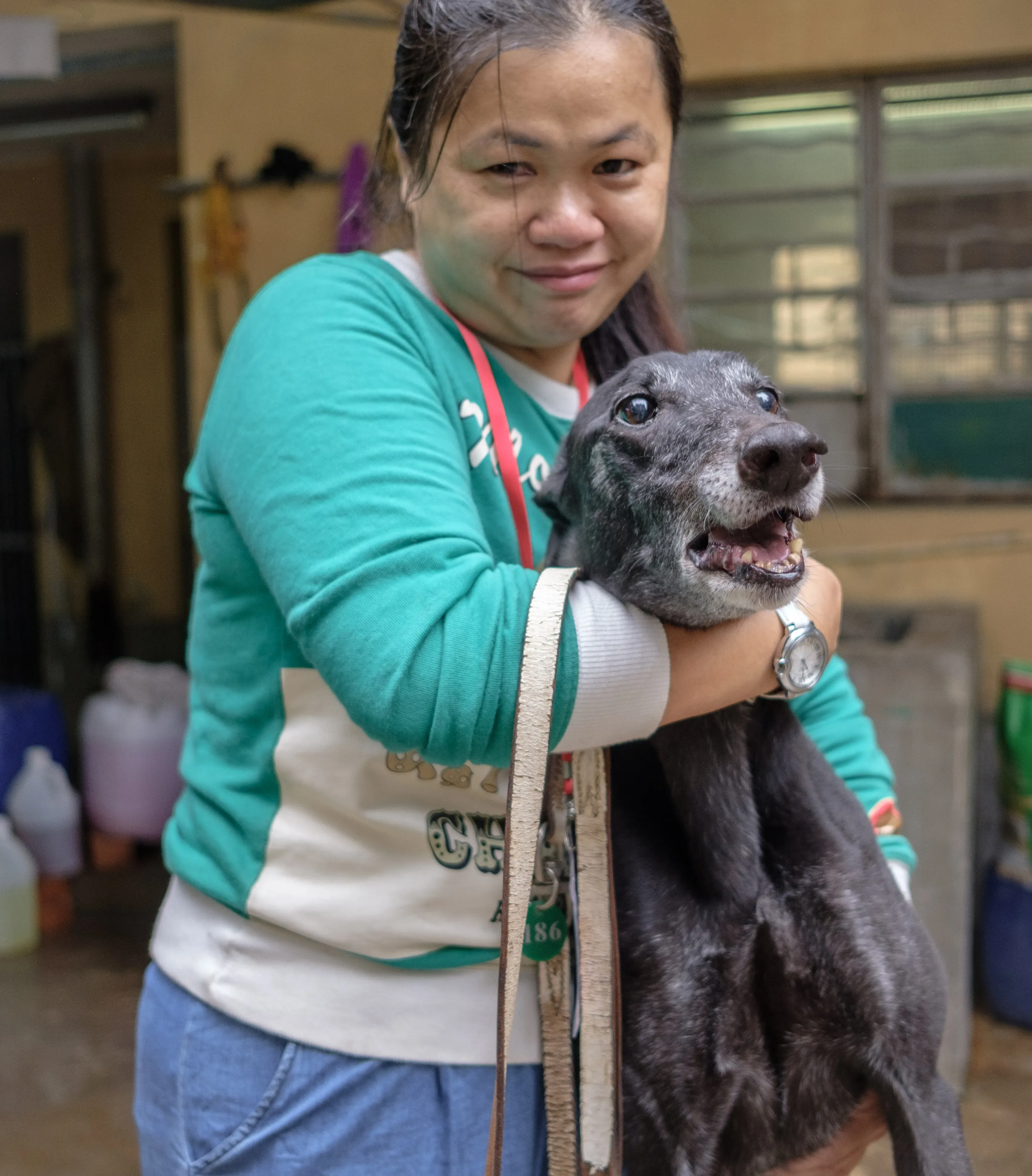 hot sal adozione greyhound macao 10