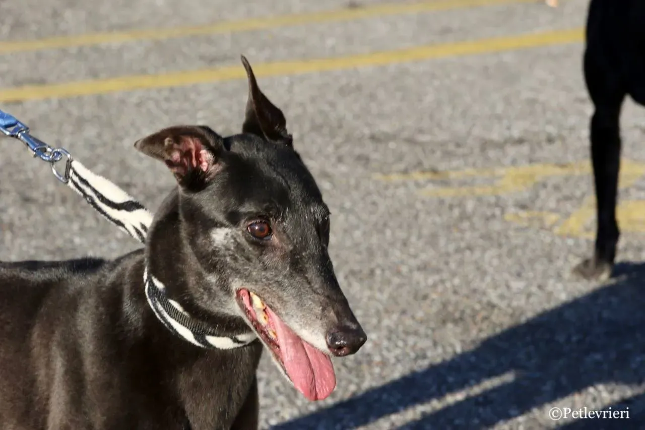 hot sal adozione greyhound macao 11 1