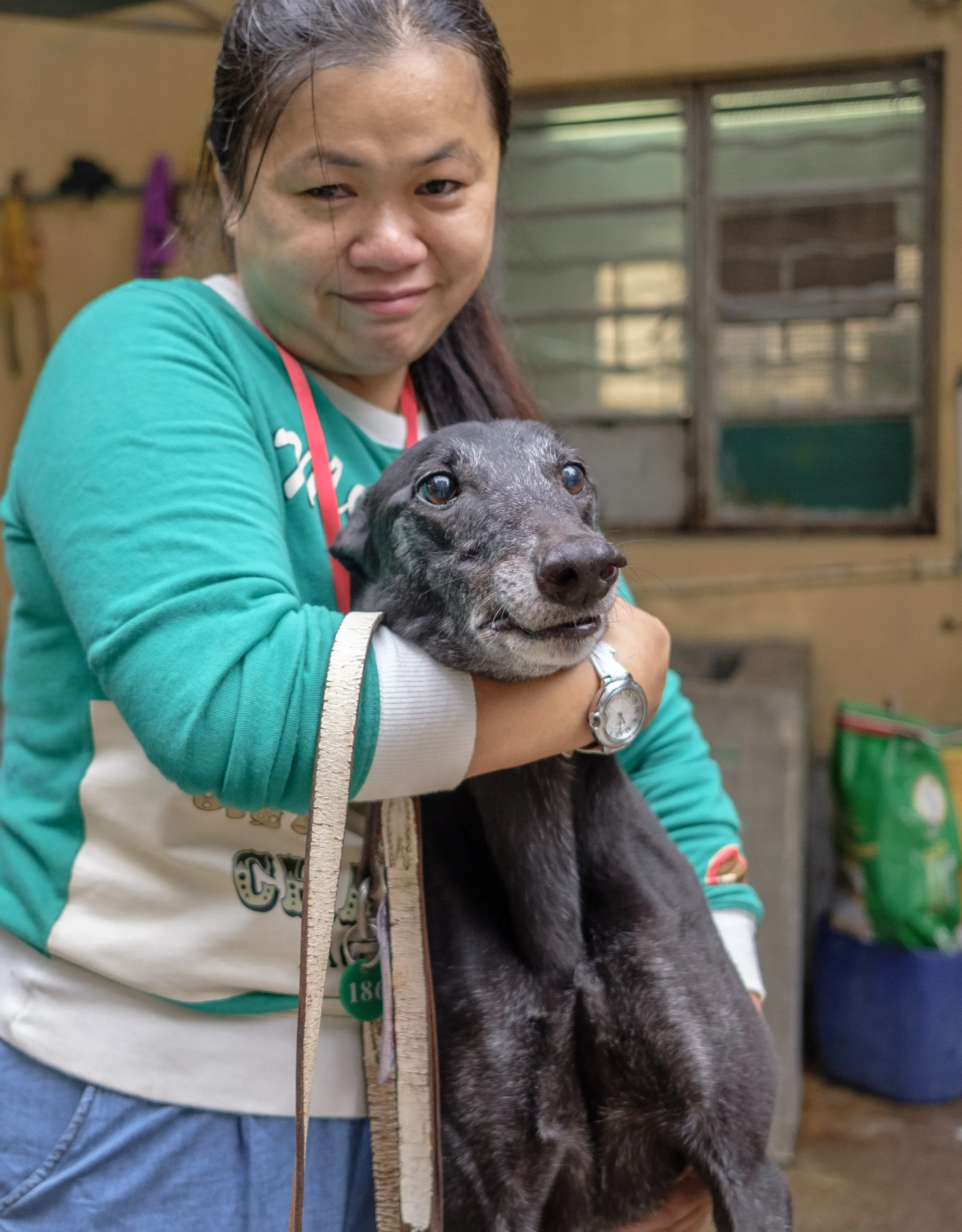 hot sal adozione greyhound macao 11