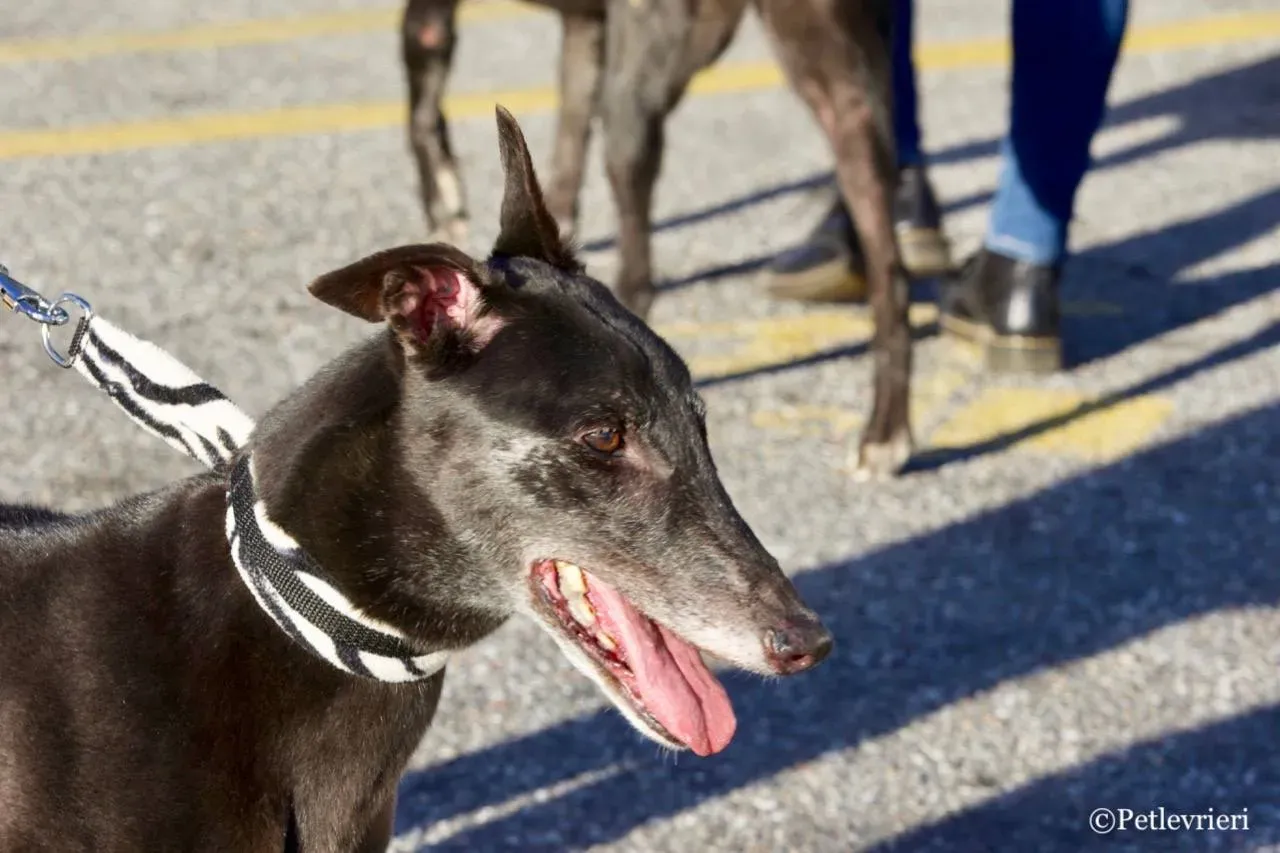 hot sal adozione greyhound macao 12 1