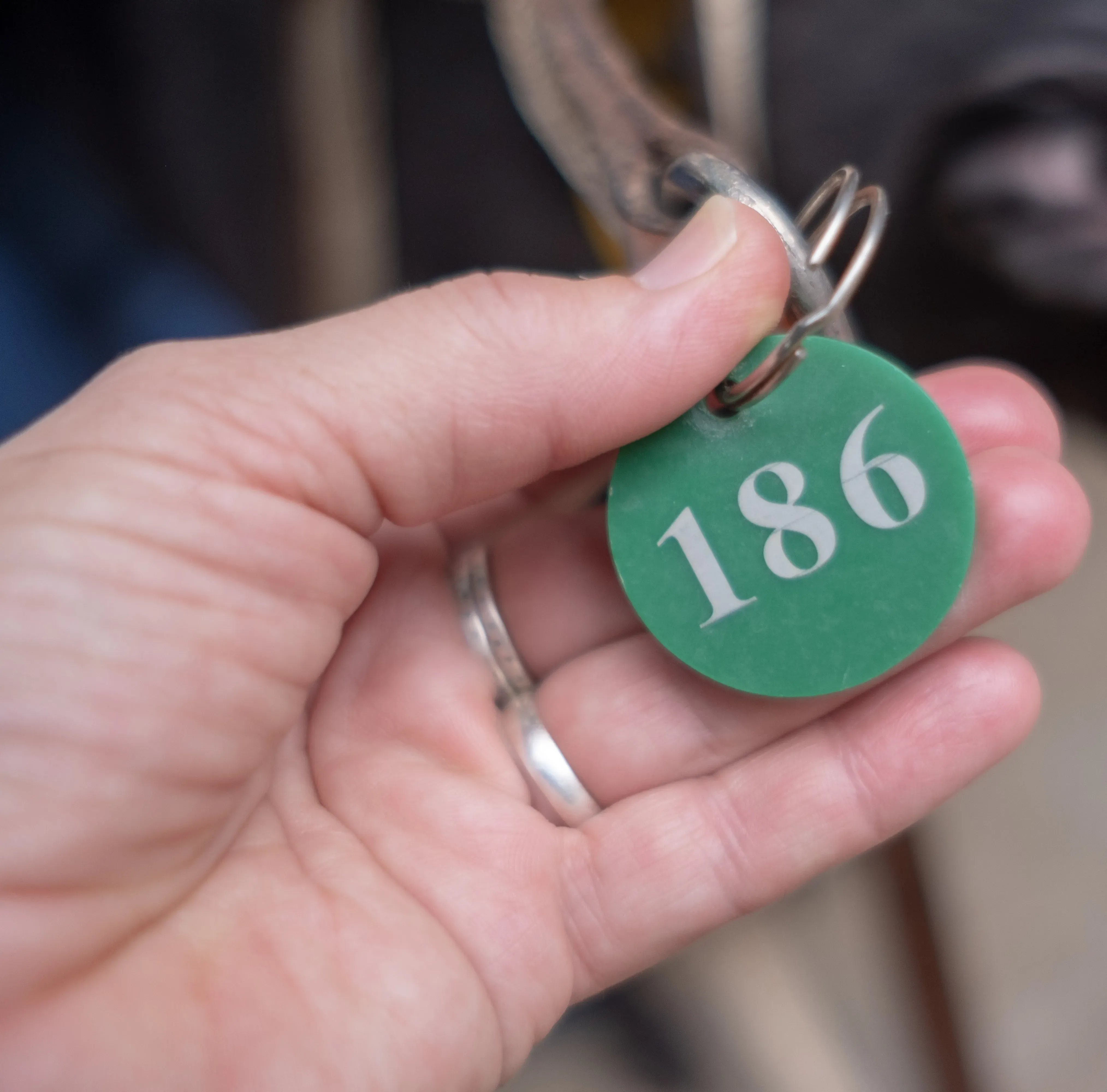 hot sal adozione greyhound macao 12