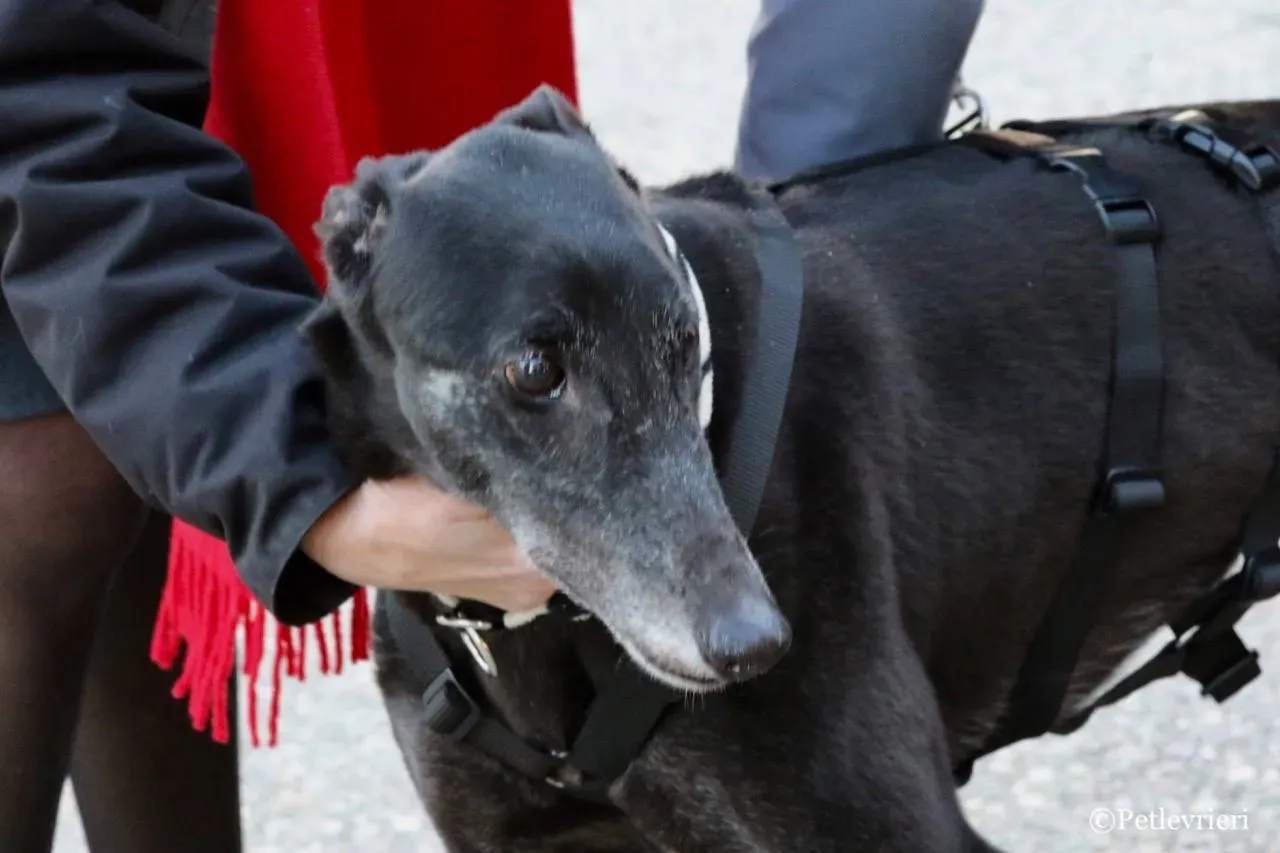 hot sal adozione greyhound macao 13