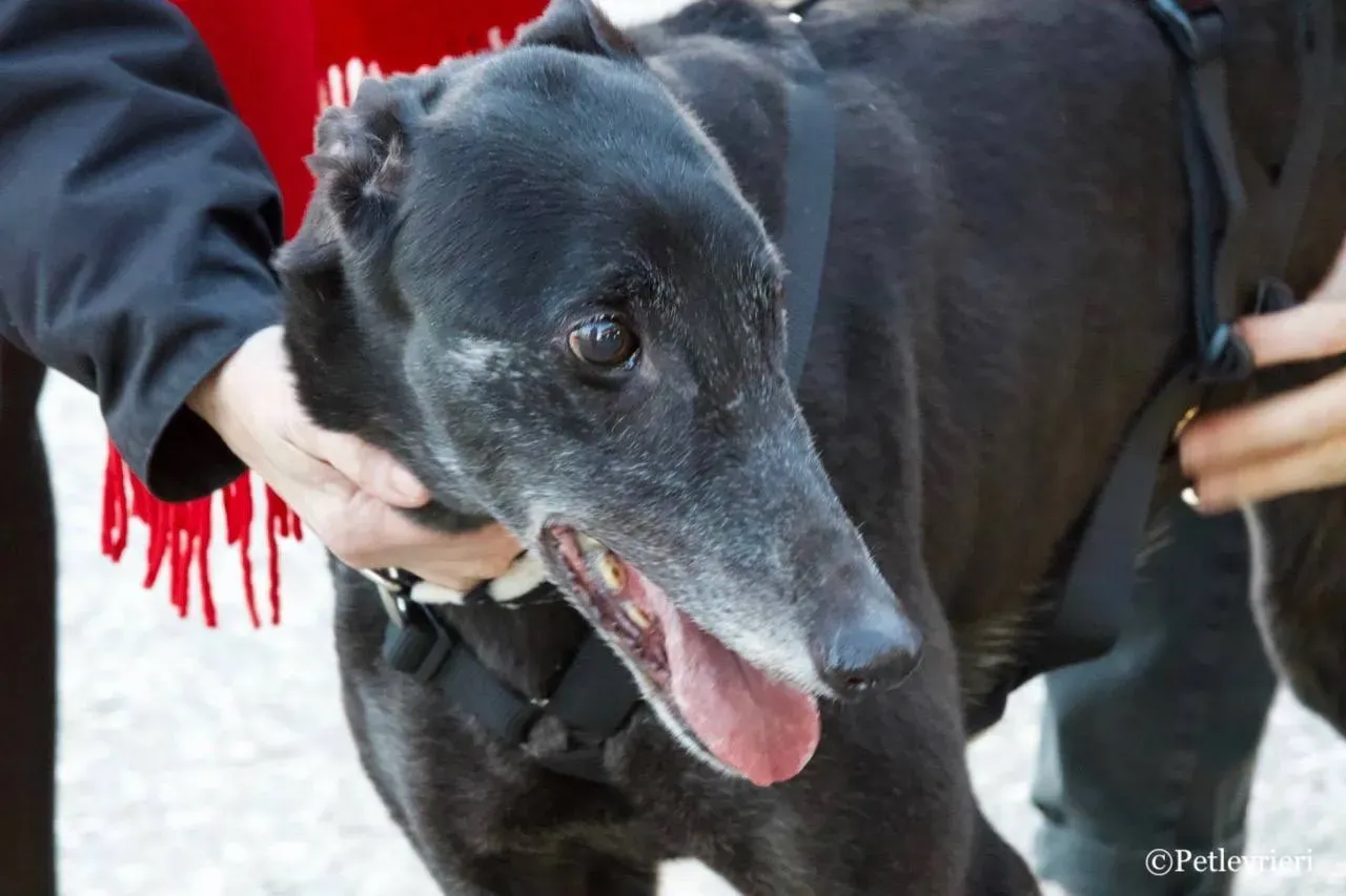 hot sal adozione greyhound macao 14