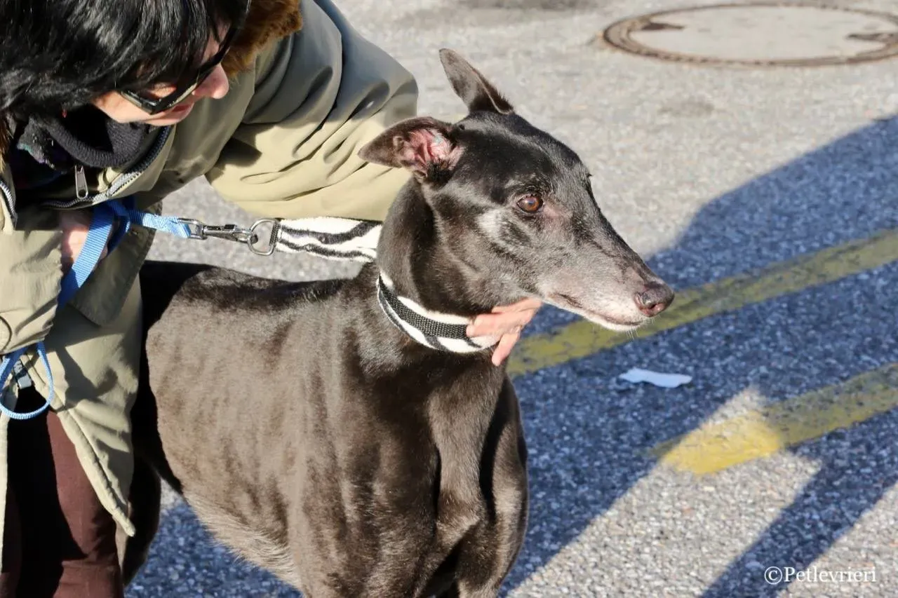 hot sal adozione greyhound macao 2 1