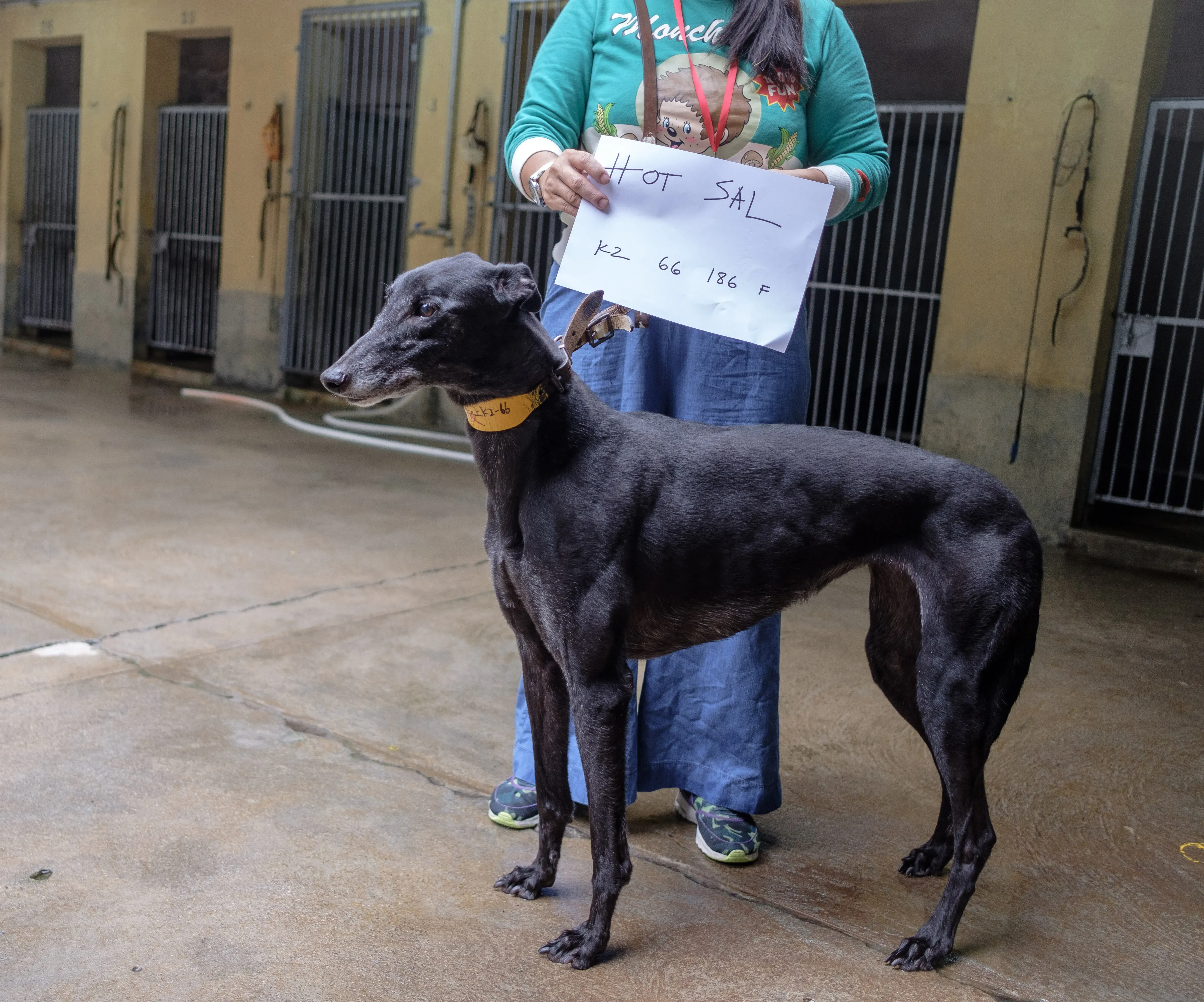 hot sal adozione greyhound macao 2
