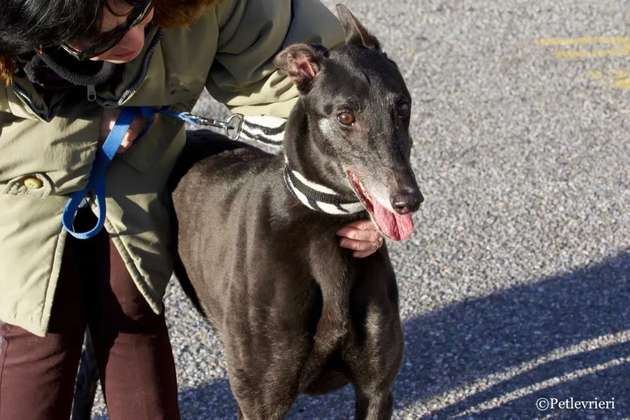 hot sal adozione greyhound macao 3 1