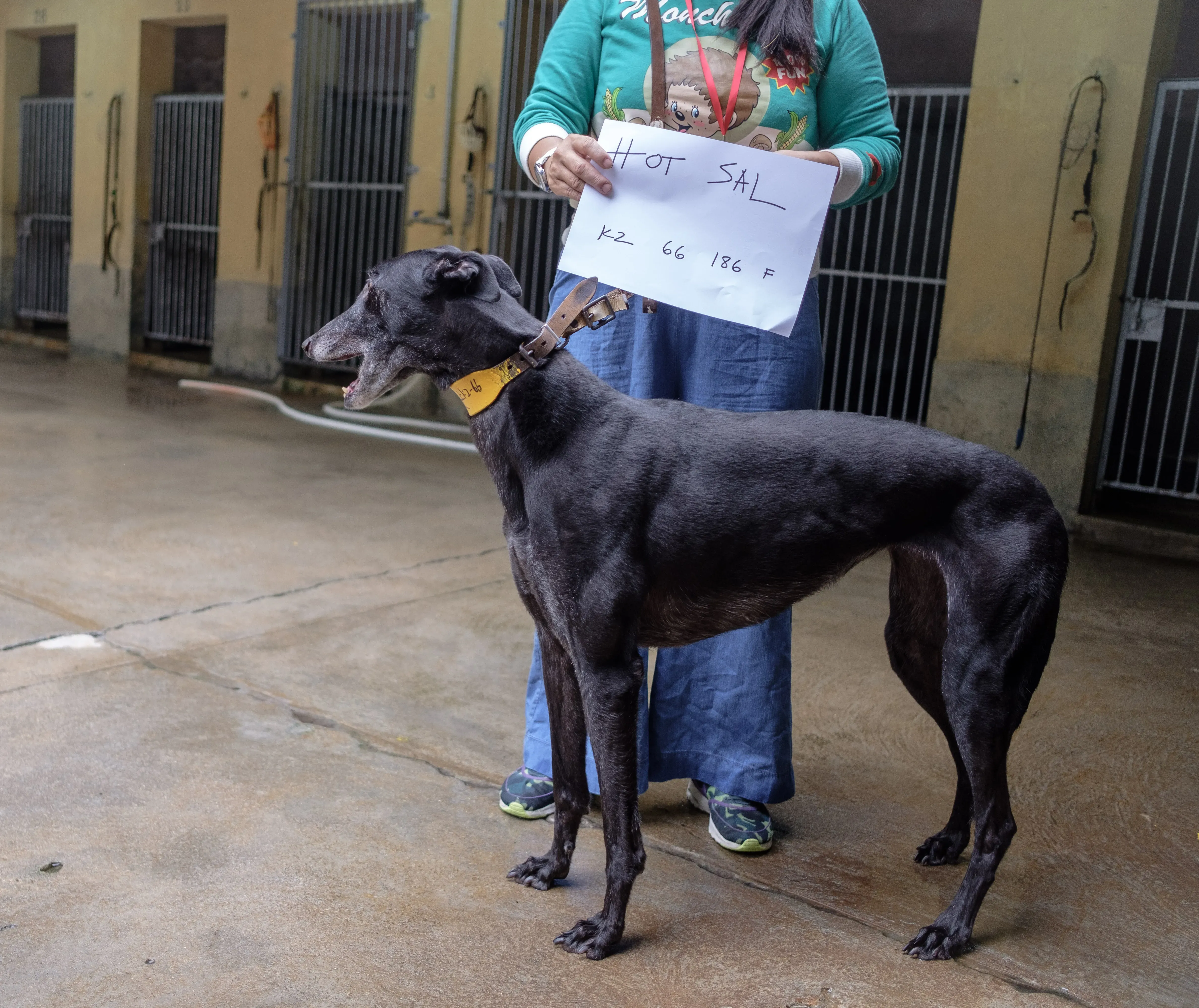 hot sal adozione greyhound macao 3