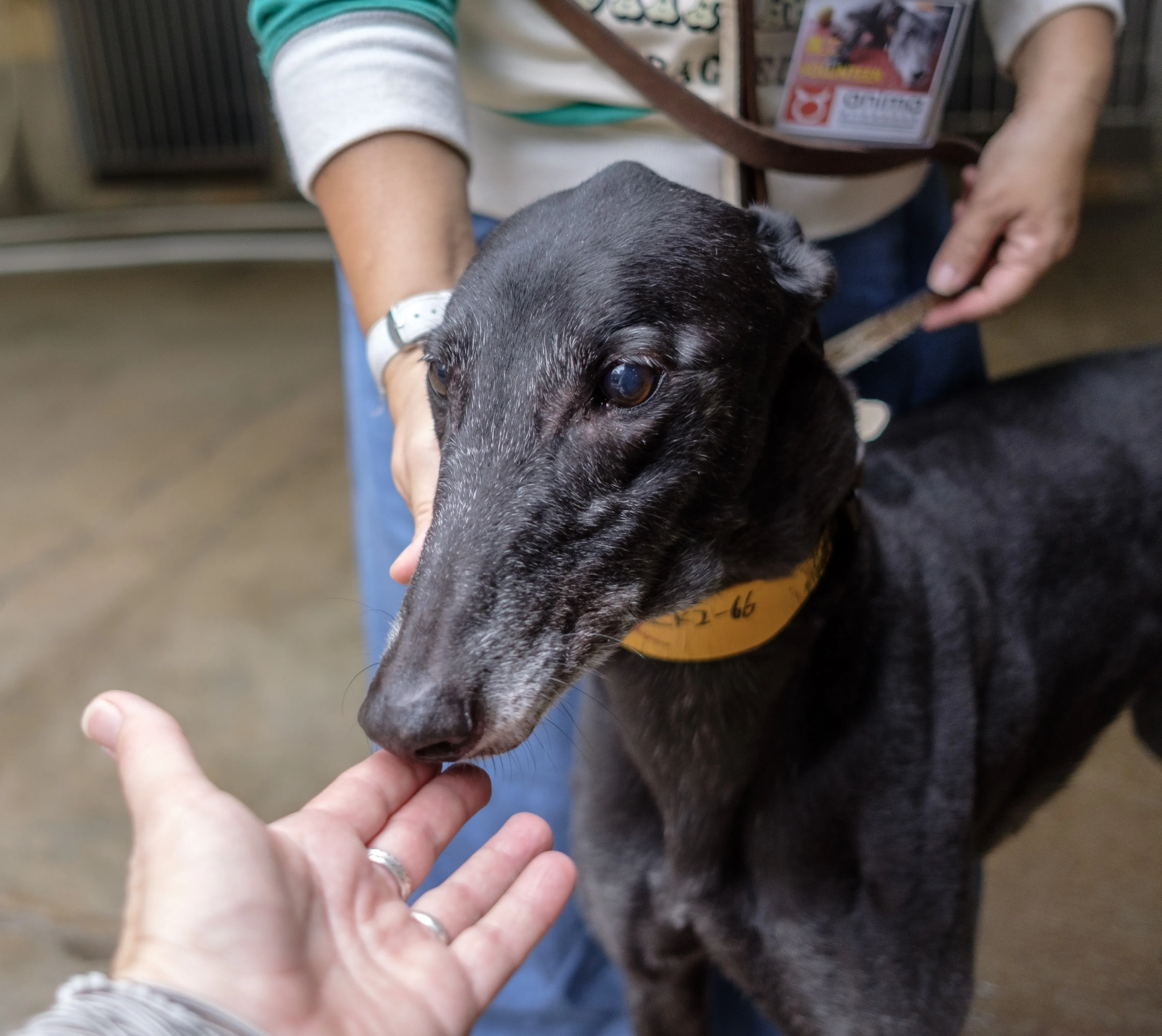 hot sal adozione greyhound macao 4