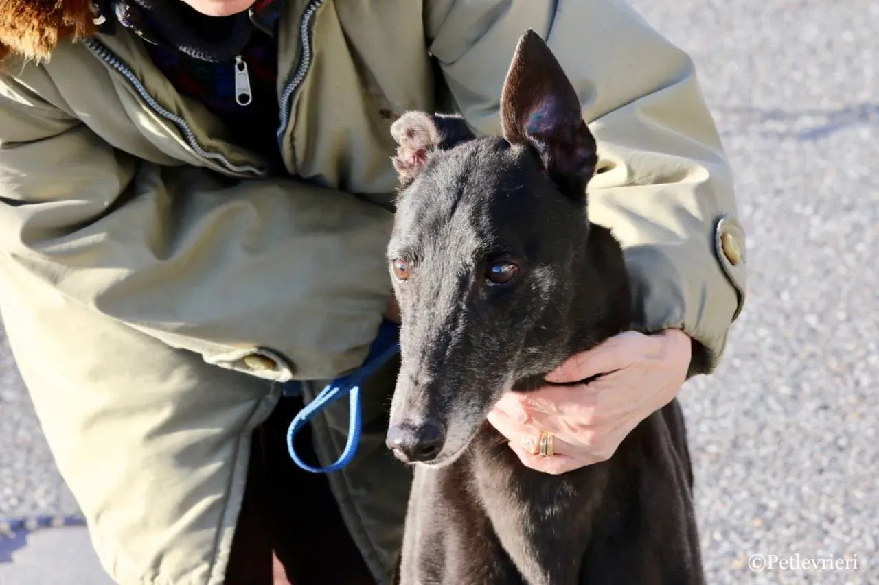 hot sal adozione greyhound macao 5 1