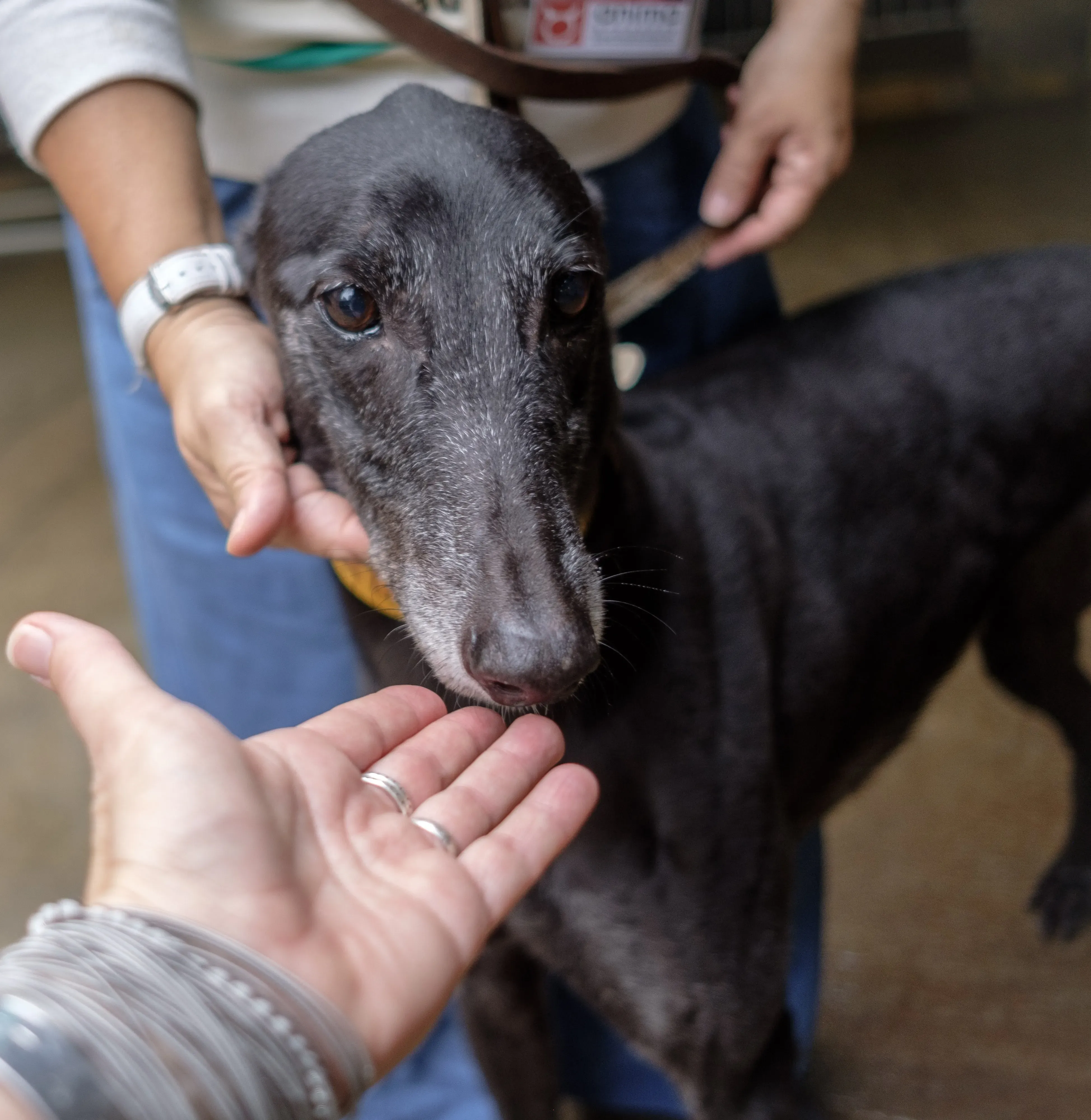 hot sal adozione greyhound macao 5