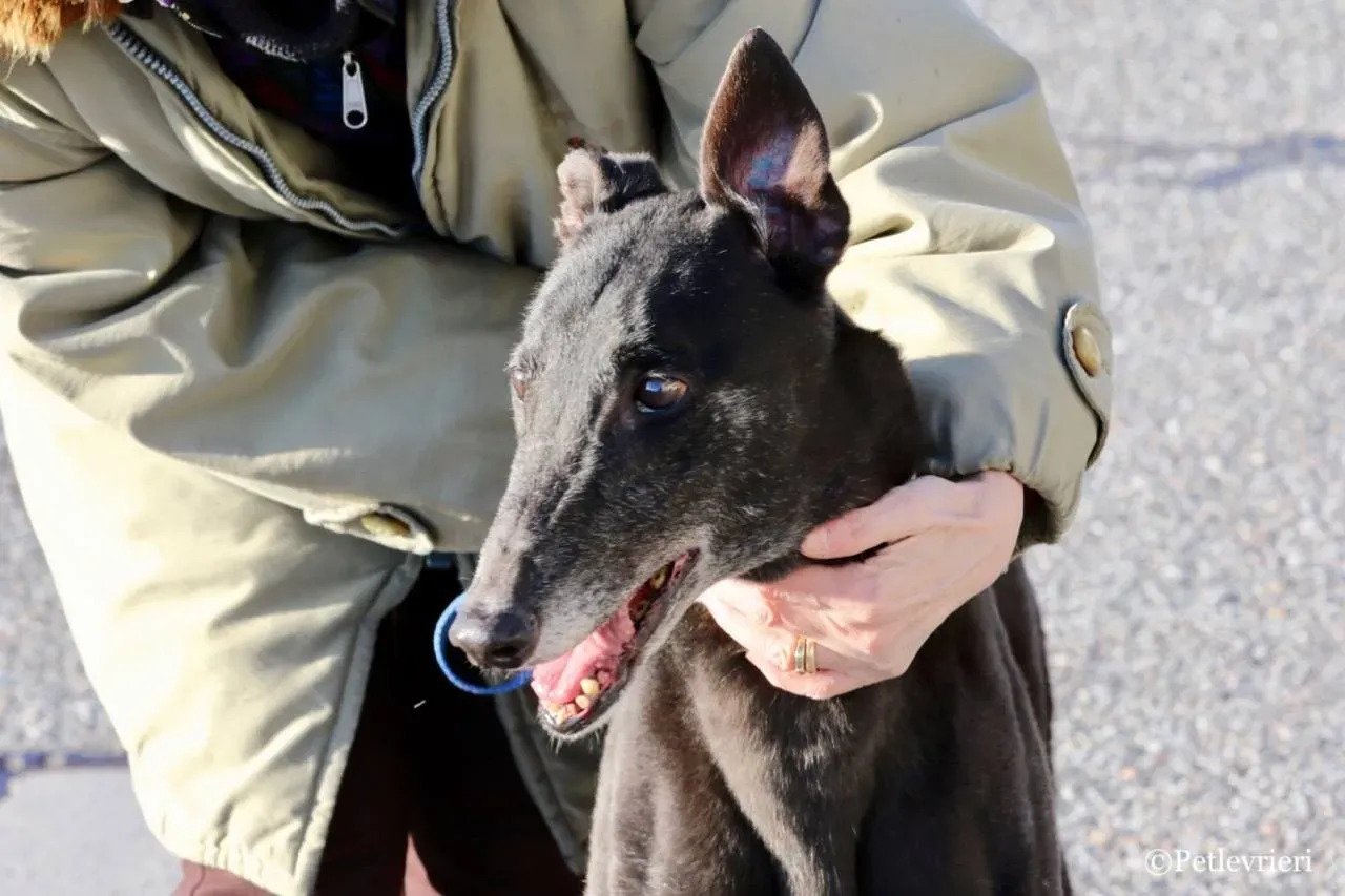 hot sal adozione greyhound macao 6 1