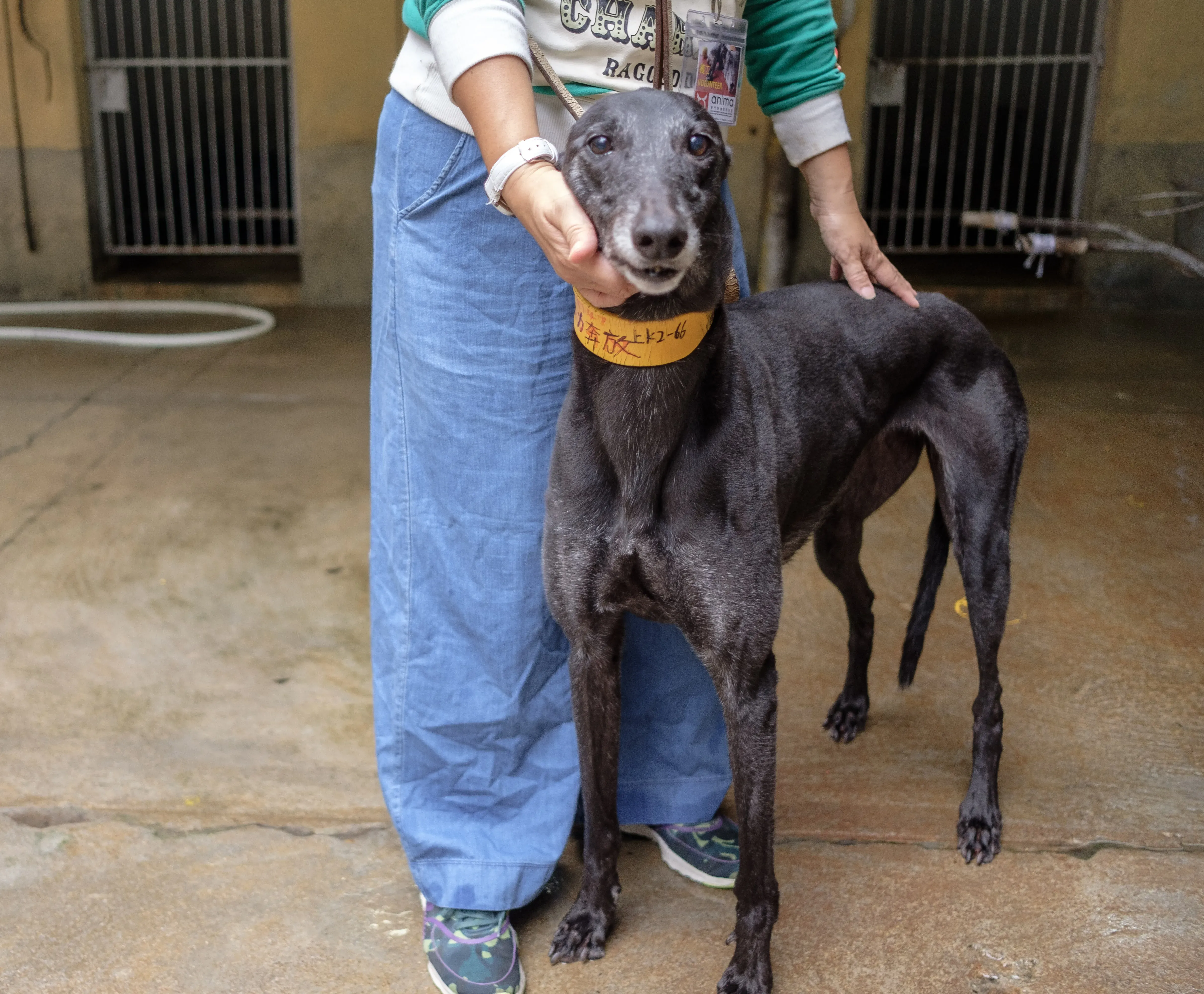 hot sal adozione greyhound macao 6