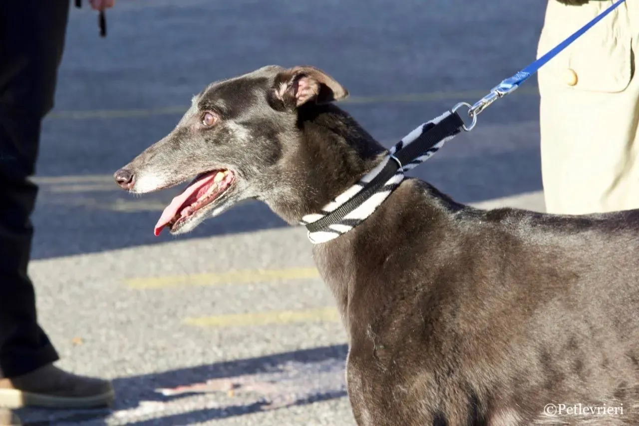 hot sal adozione greyhound macao 7 1