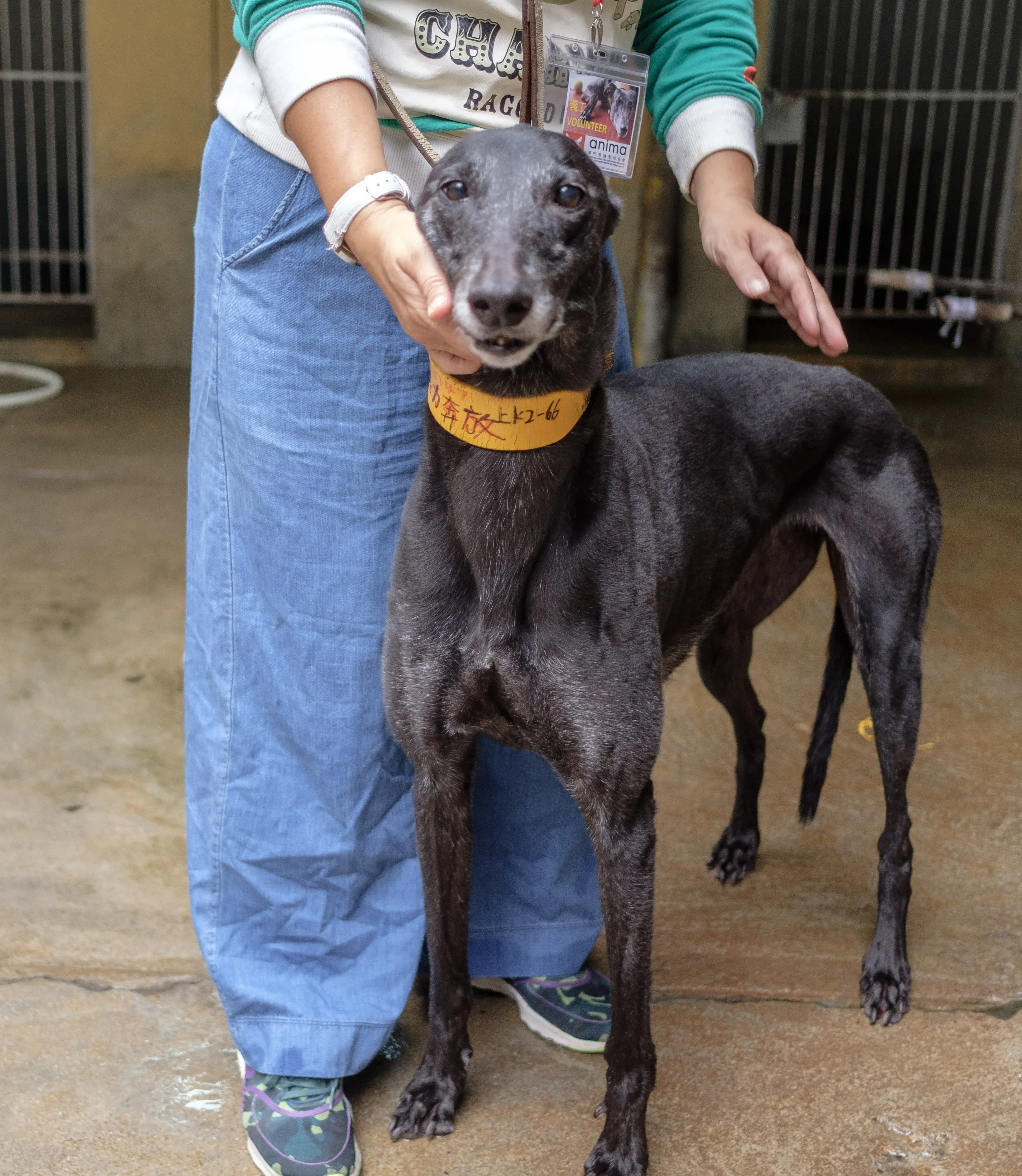 hot sal adozione greyhound macao 7