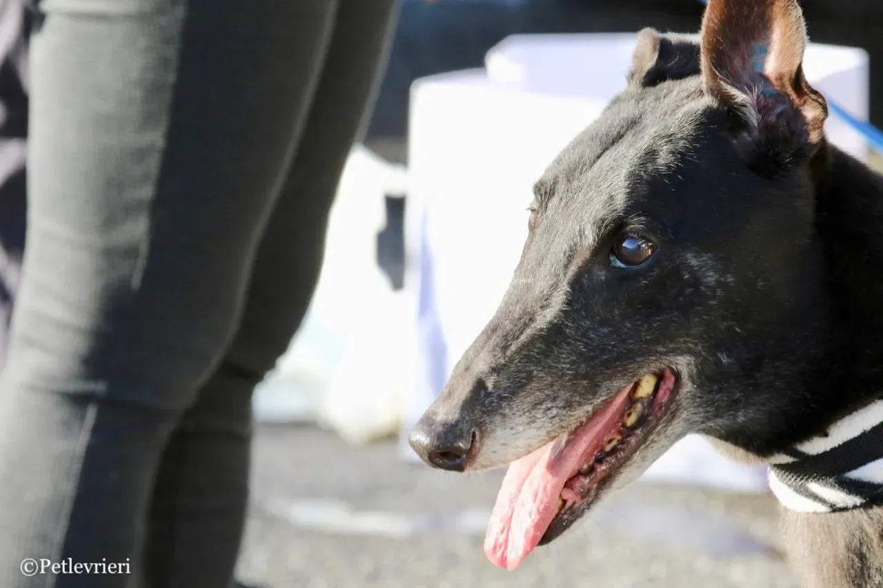 hot sal adozione greyhound macao 8 1