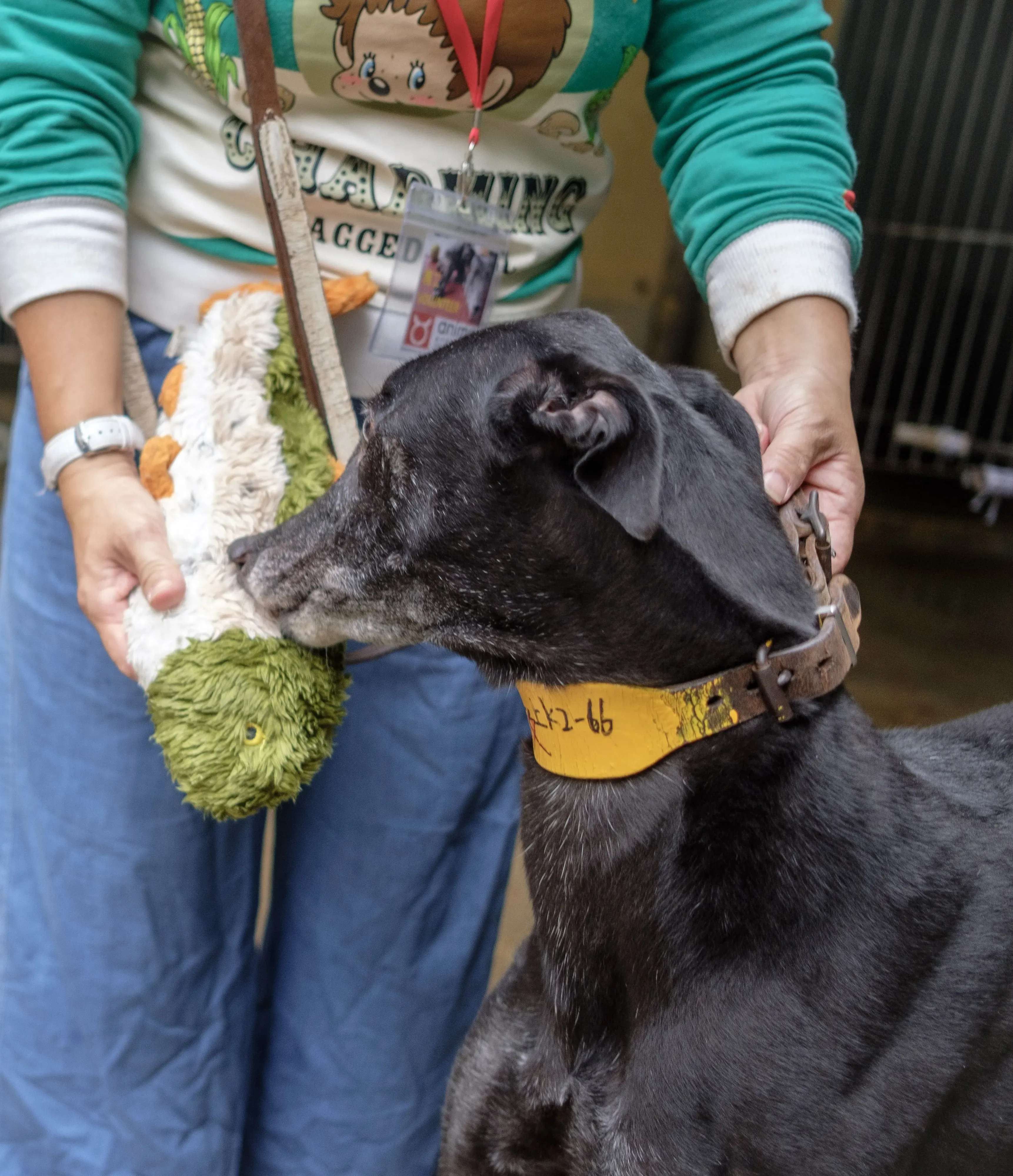 hot sal adozione greyhound macao 8