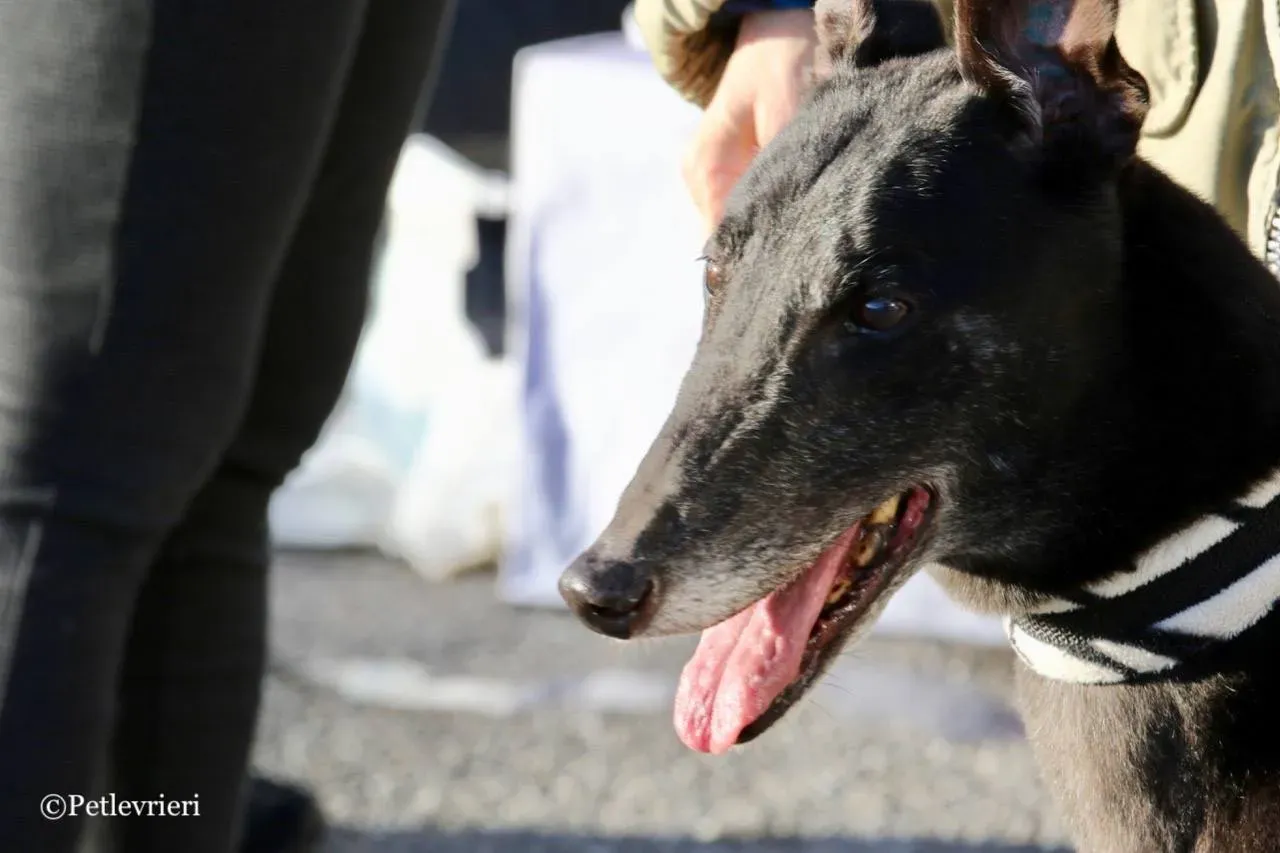 hot sal adozione greyhound macao 9 1