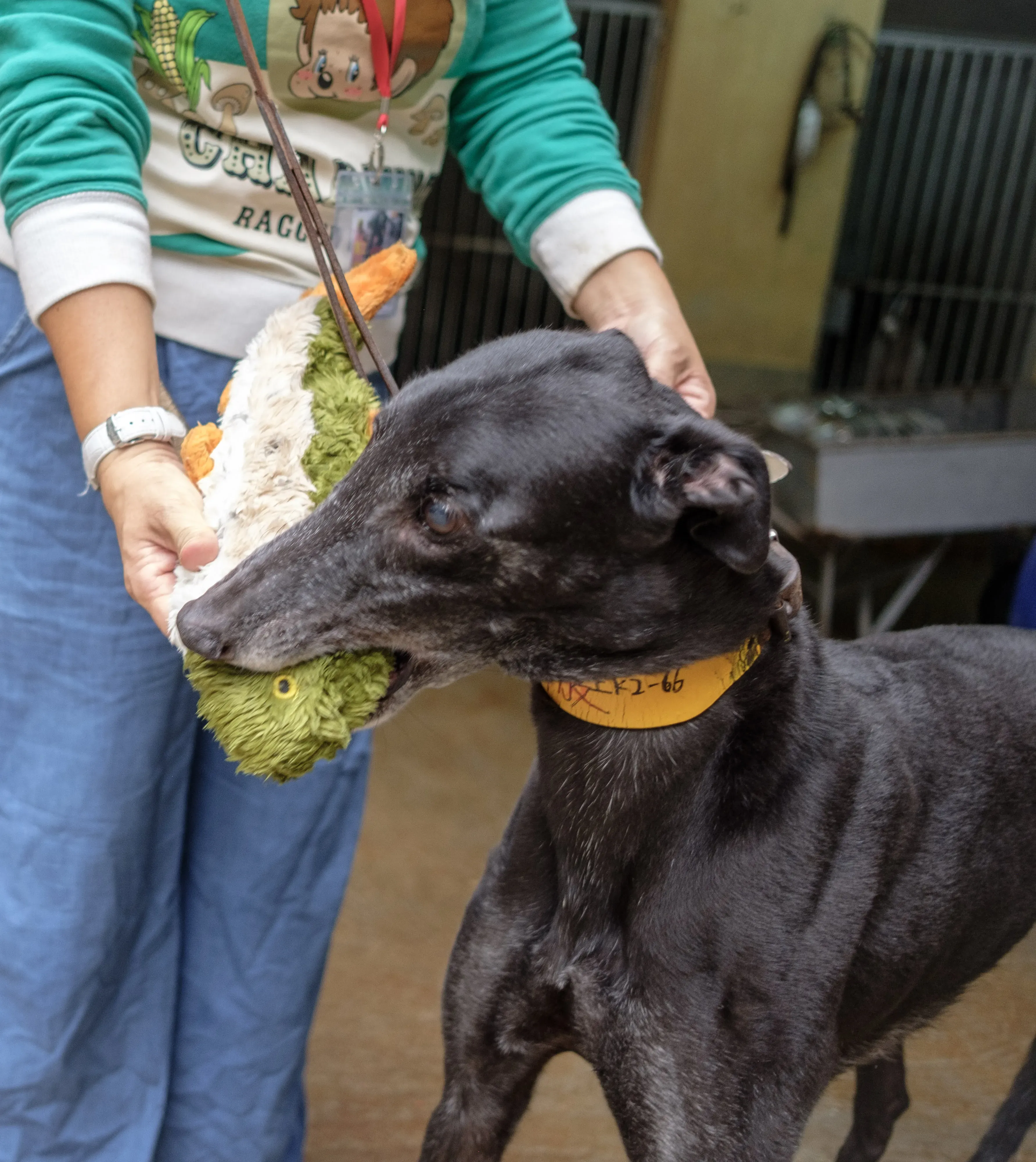 hot sal adozione greyhound macao 9