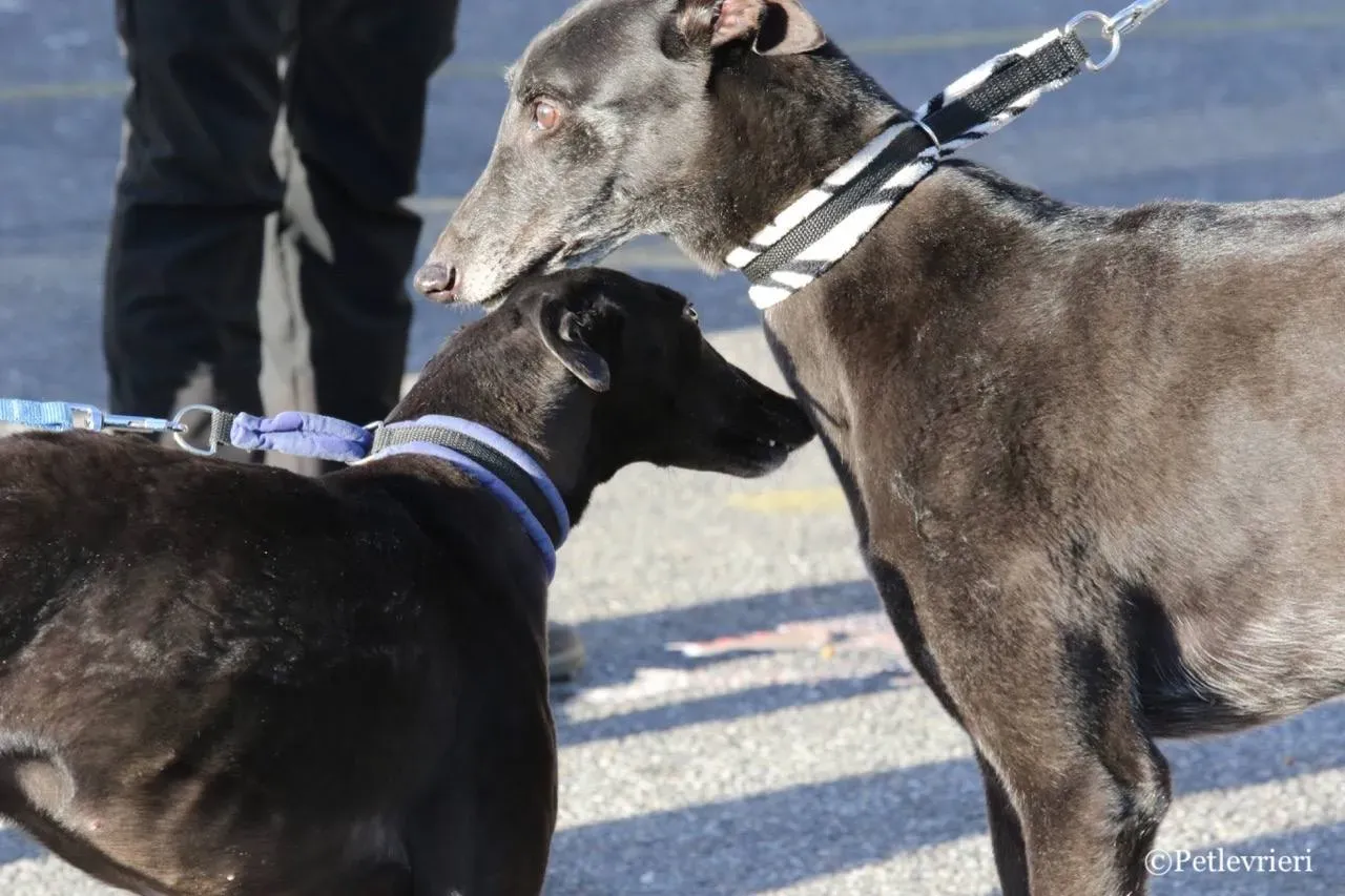 hot sal e misty adozione greyhound macao 