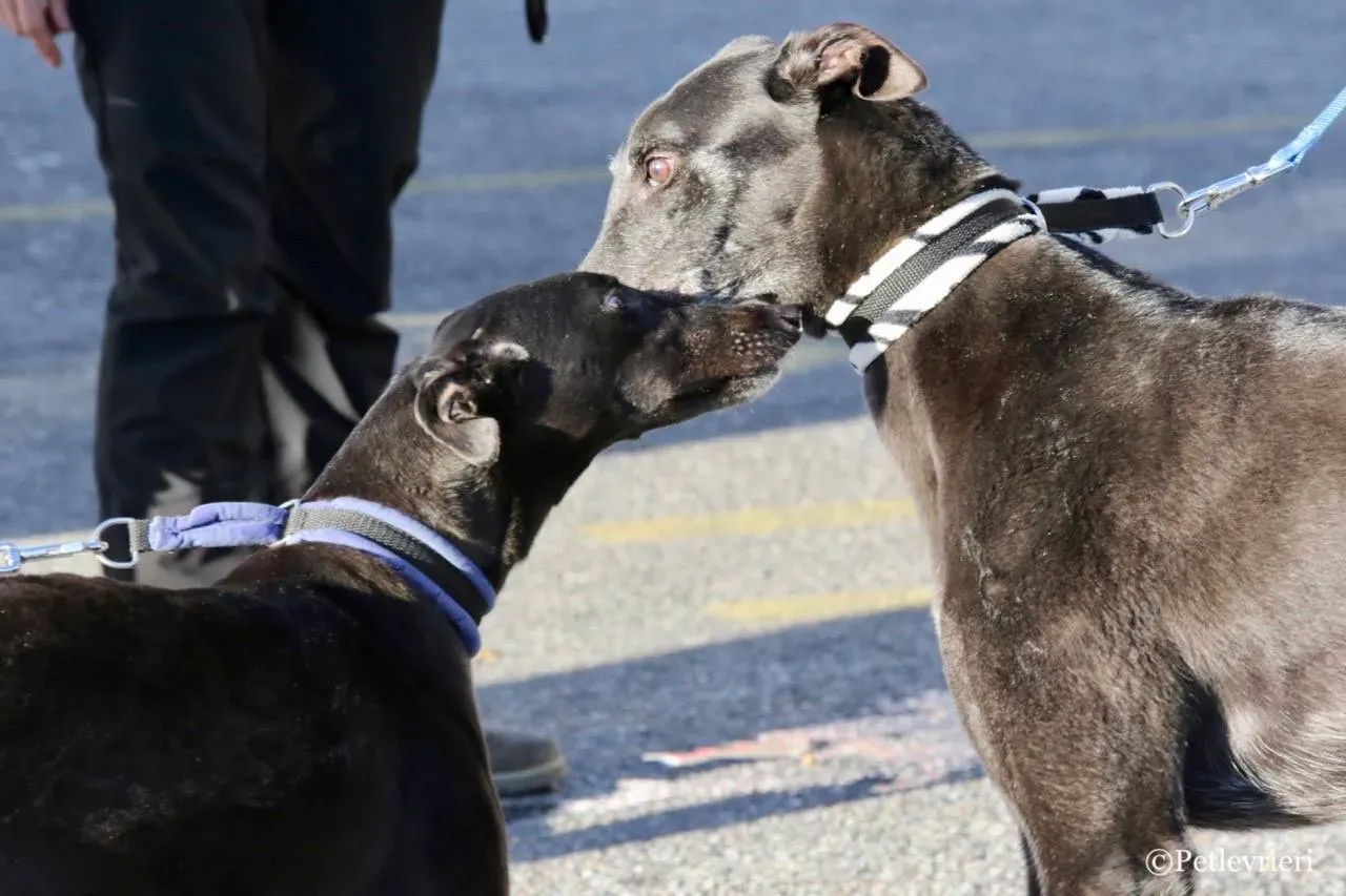 hot sal e misty adozione greyhound macao 2