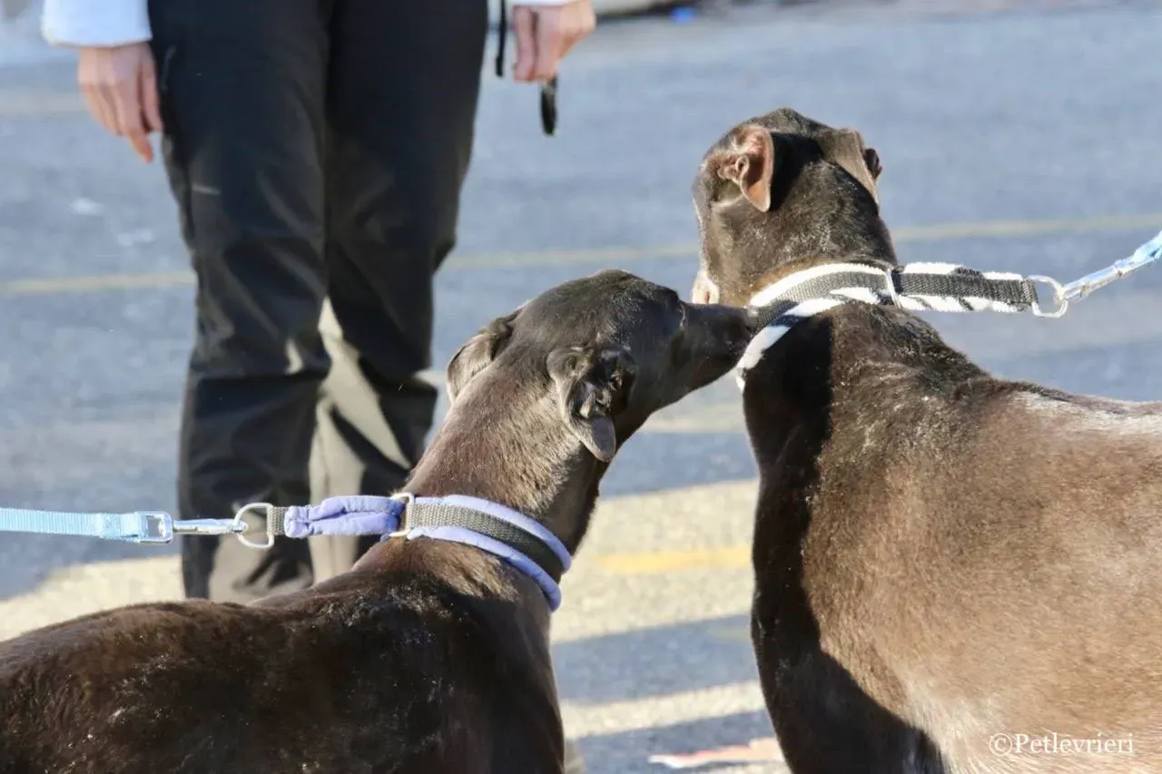hot sal e misty adozione greyhound macao 3