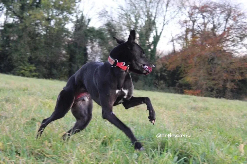 hubbard adozione greyhound 1 1