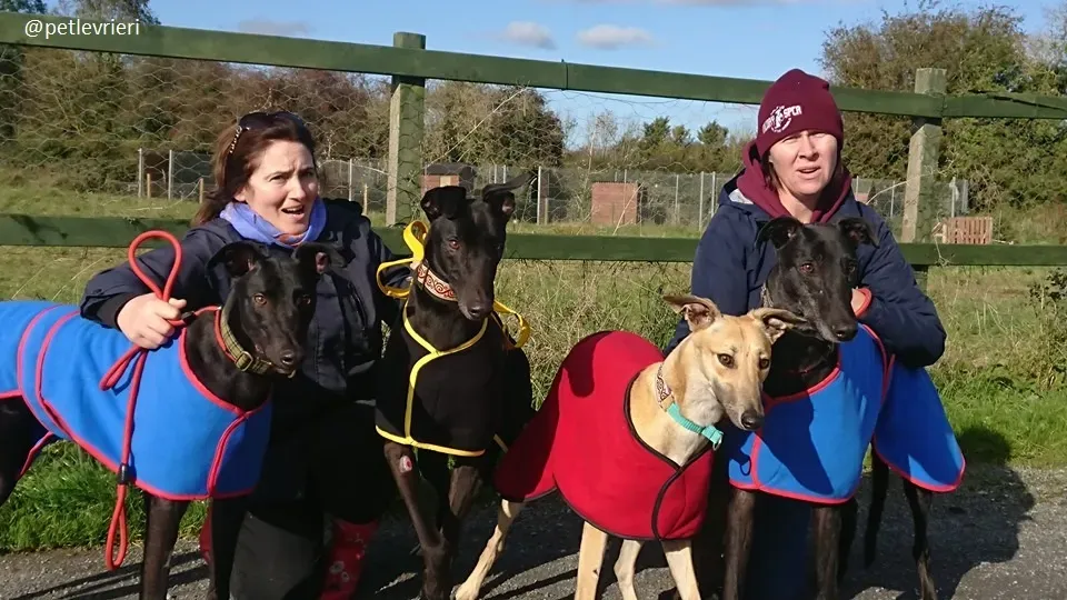 hubbard adozione greyhound 1