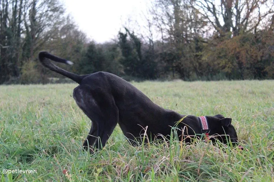 hubbard adozione greyhound 2 1