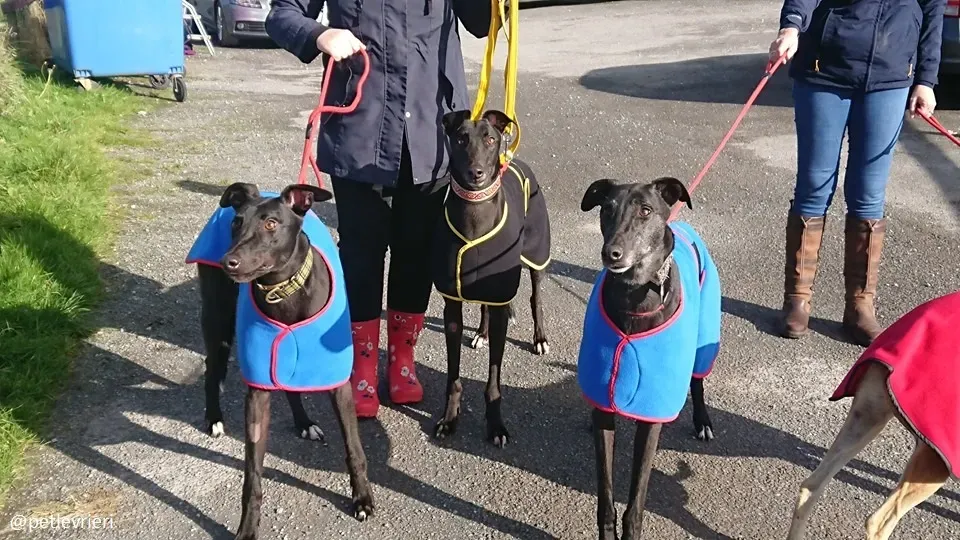 hubbard adozione greyhound 2