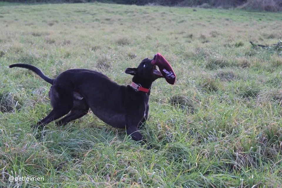 hubbard adozione greyhound 3