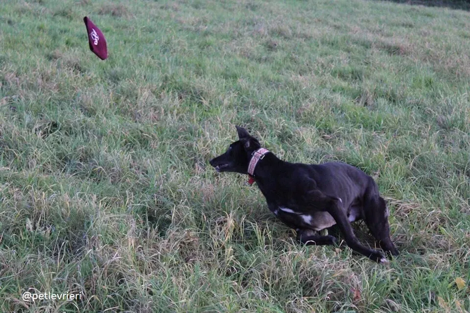 hubbard adozione greyhound 4