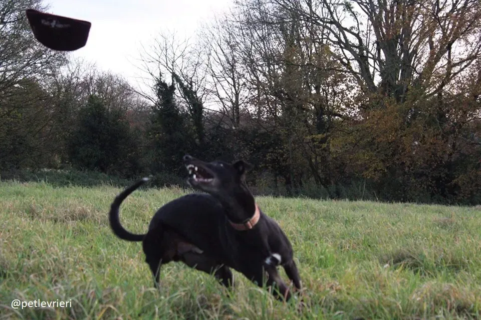 hubbard adozione greyhound 5