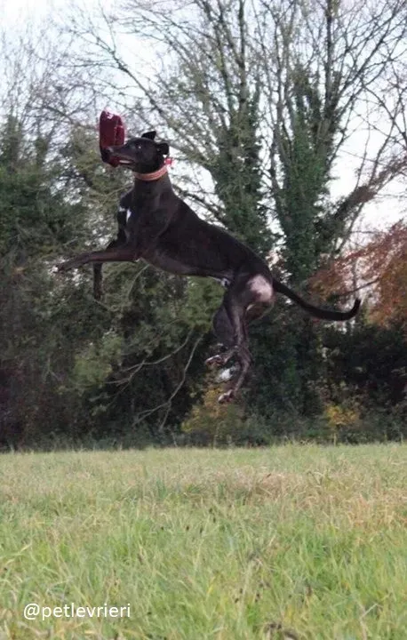 hubbard adozione greyhound 6