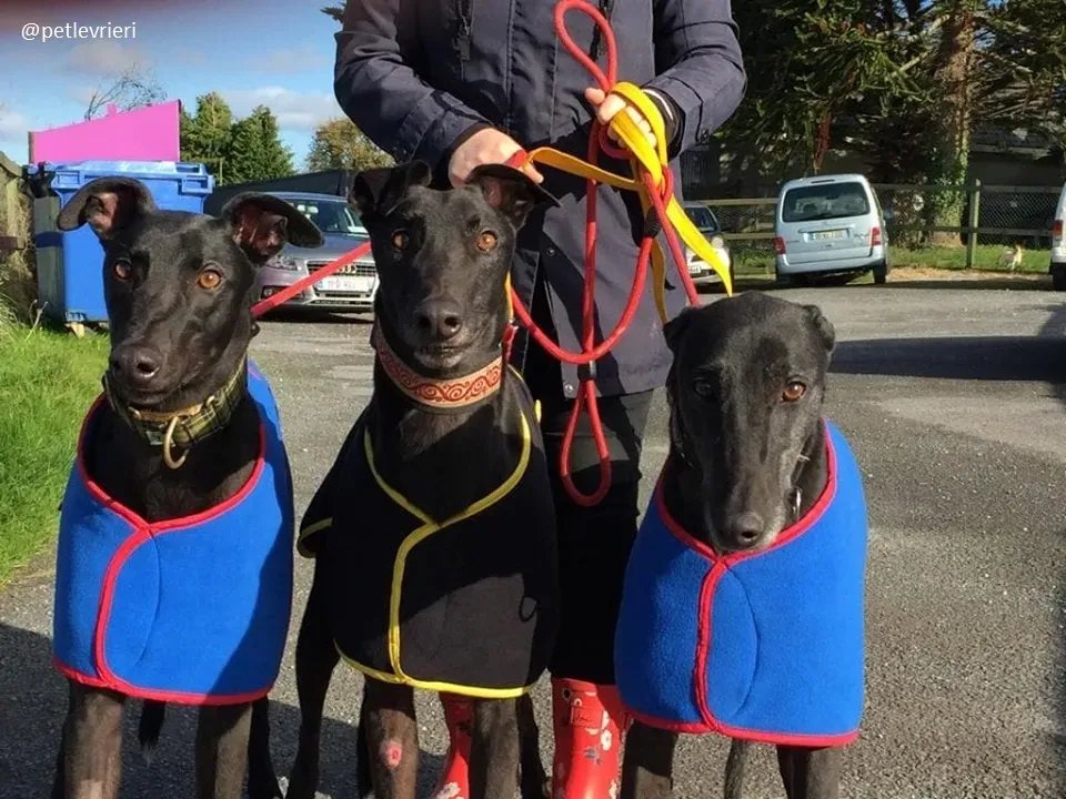 hubbard adozione greyhound