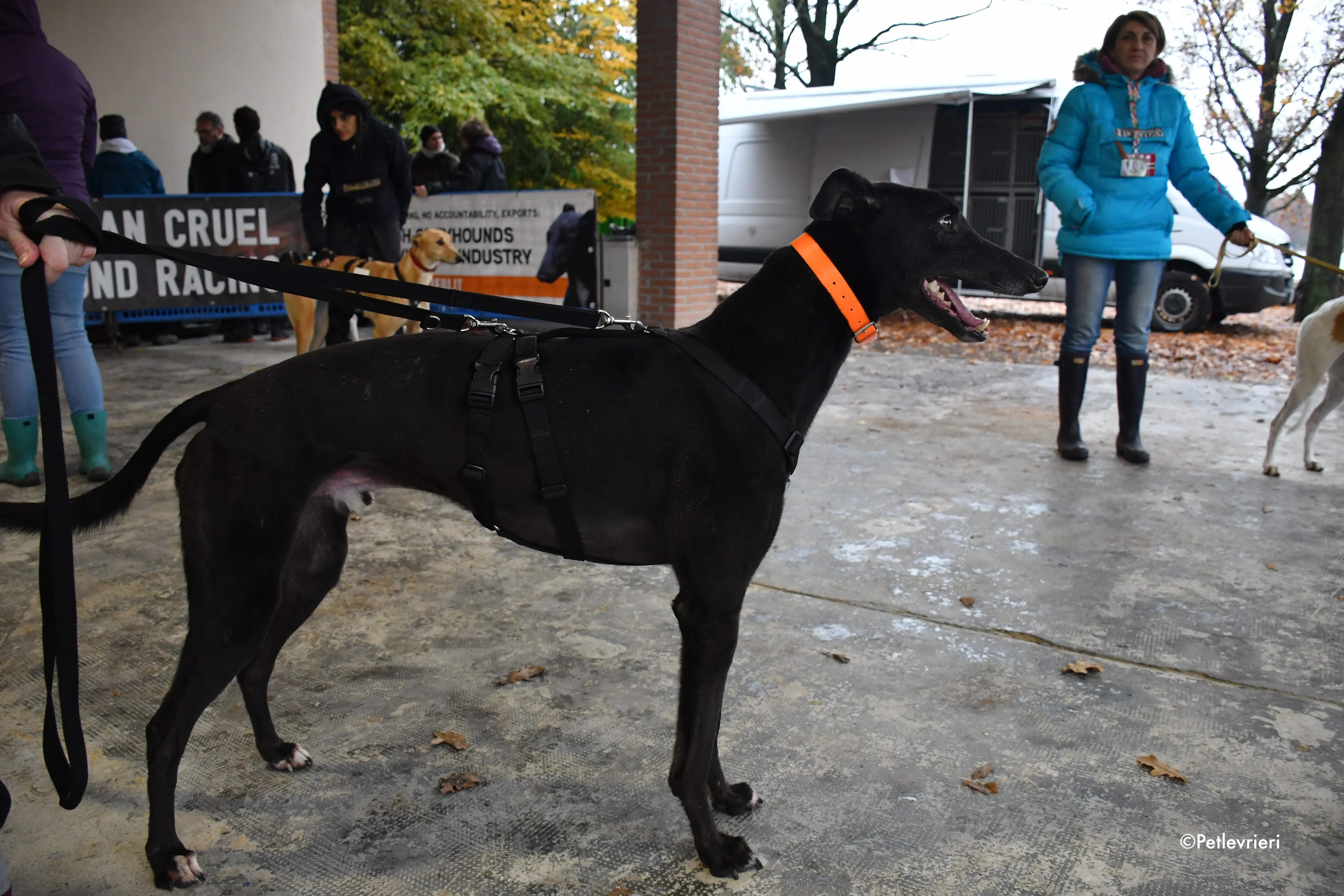 hubbard adozione levrieri greyhound 12