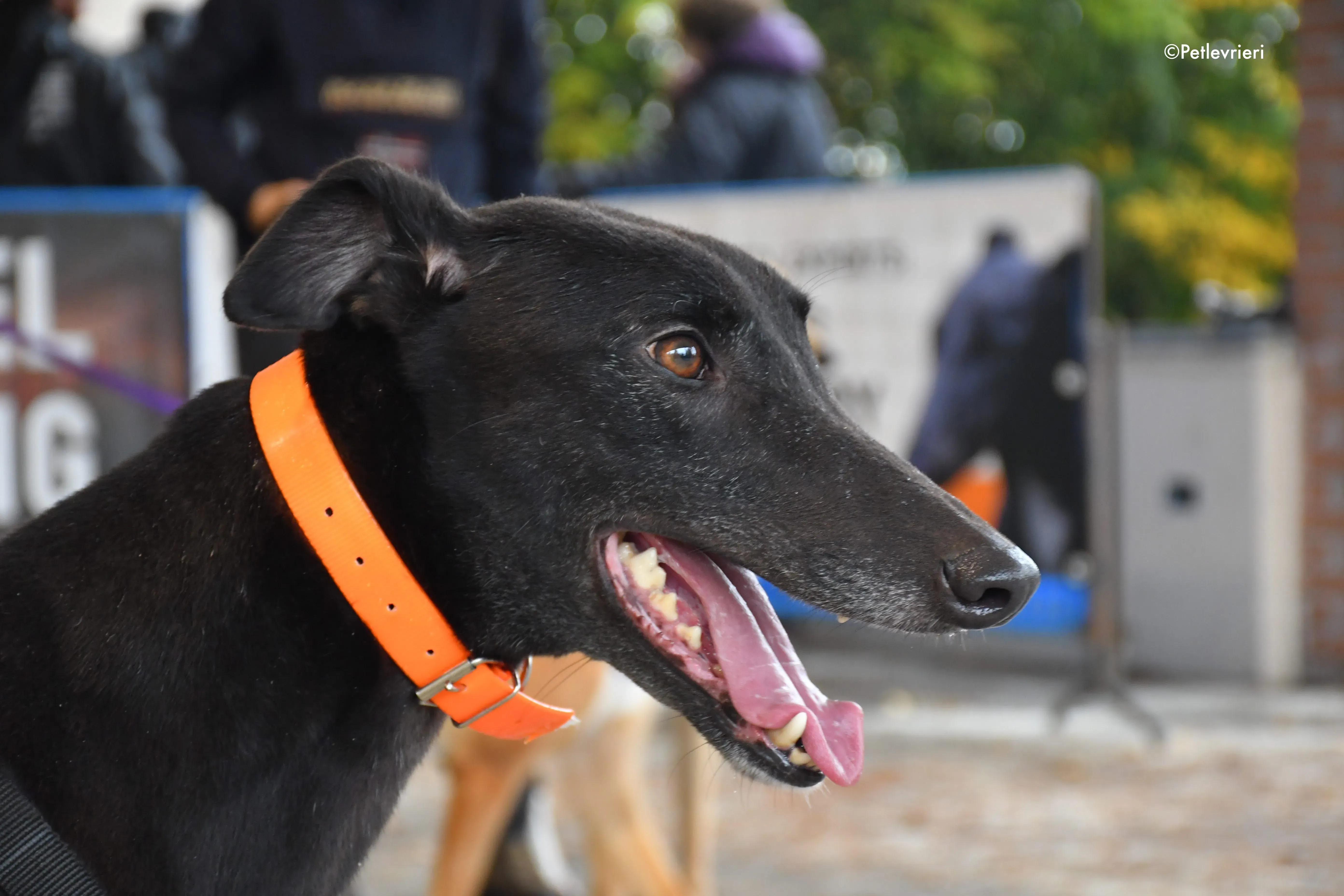 hubbard adozione levrieri greyhound 14