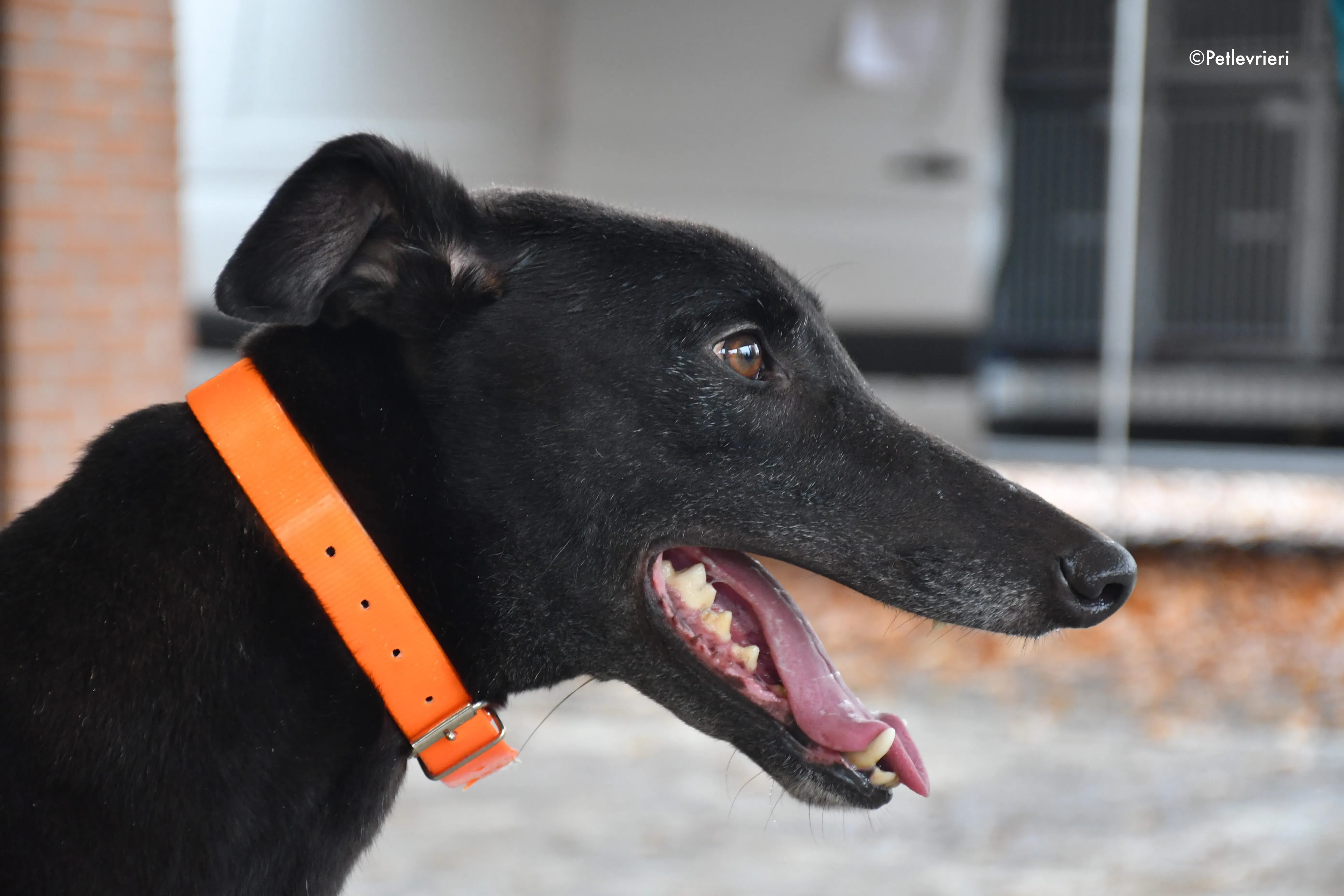 hubbard adozione levrieri greyhound 15