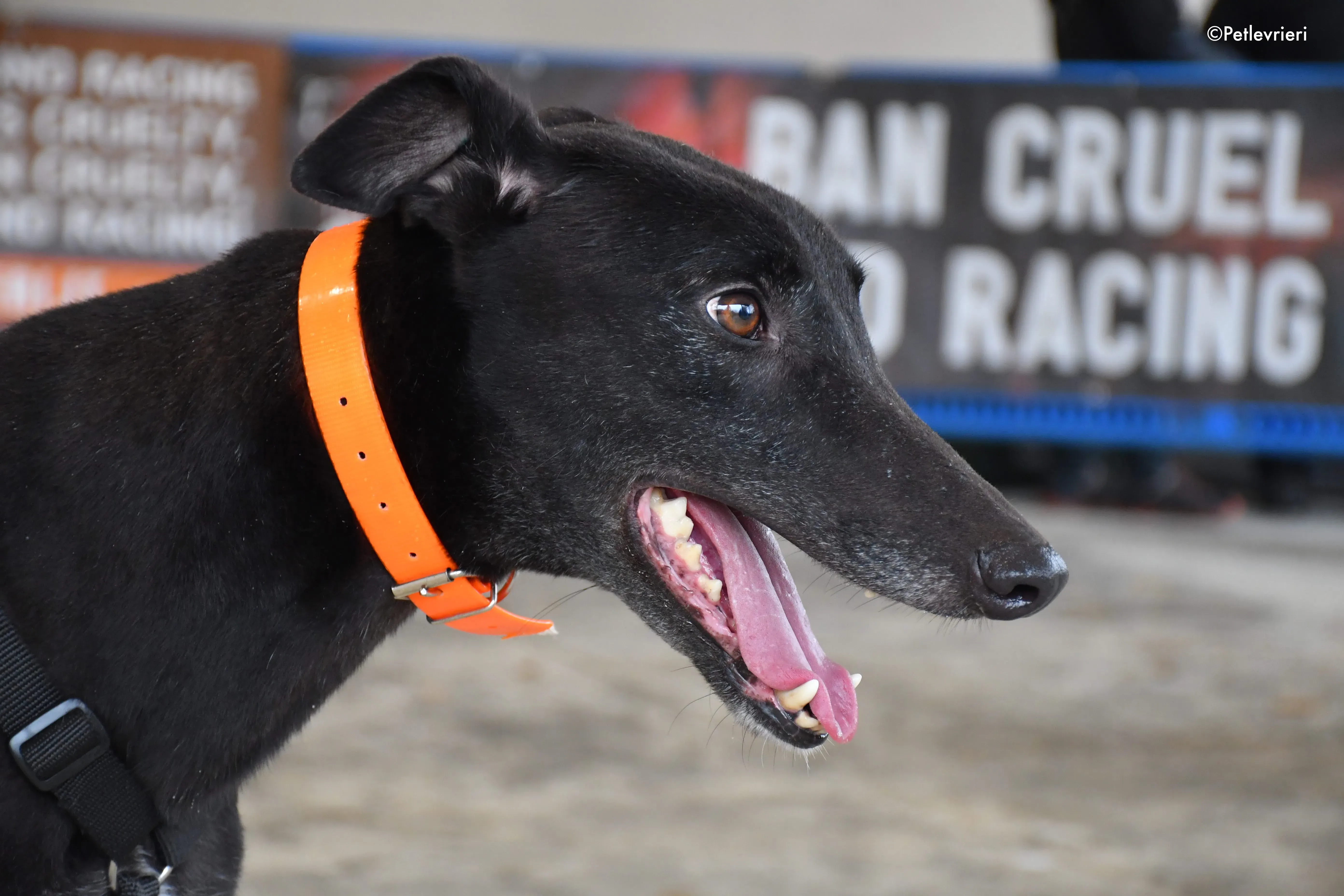 hubbard adozione levrieri greyhound 17