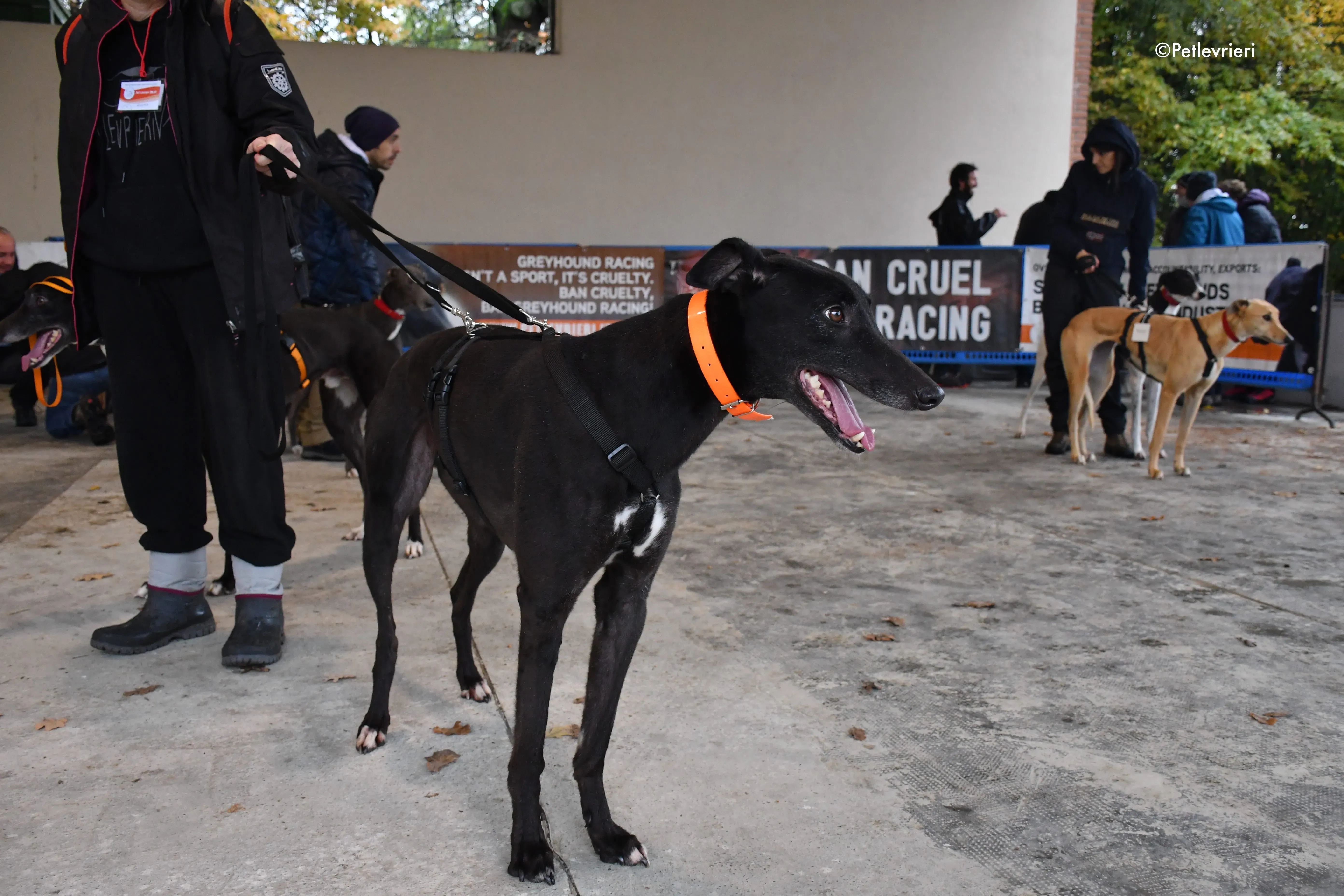 hubbard adozione levrieri greyhound 18