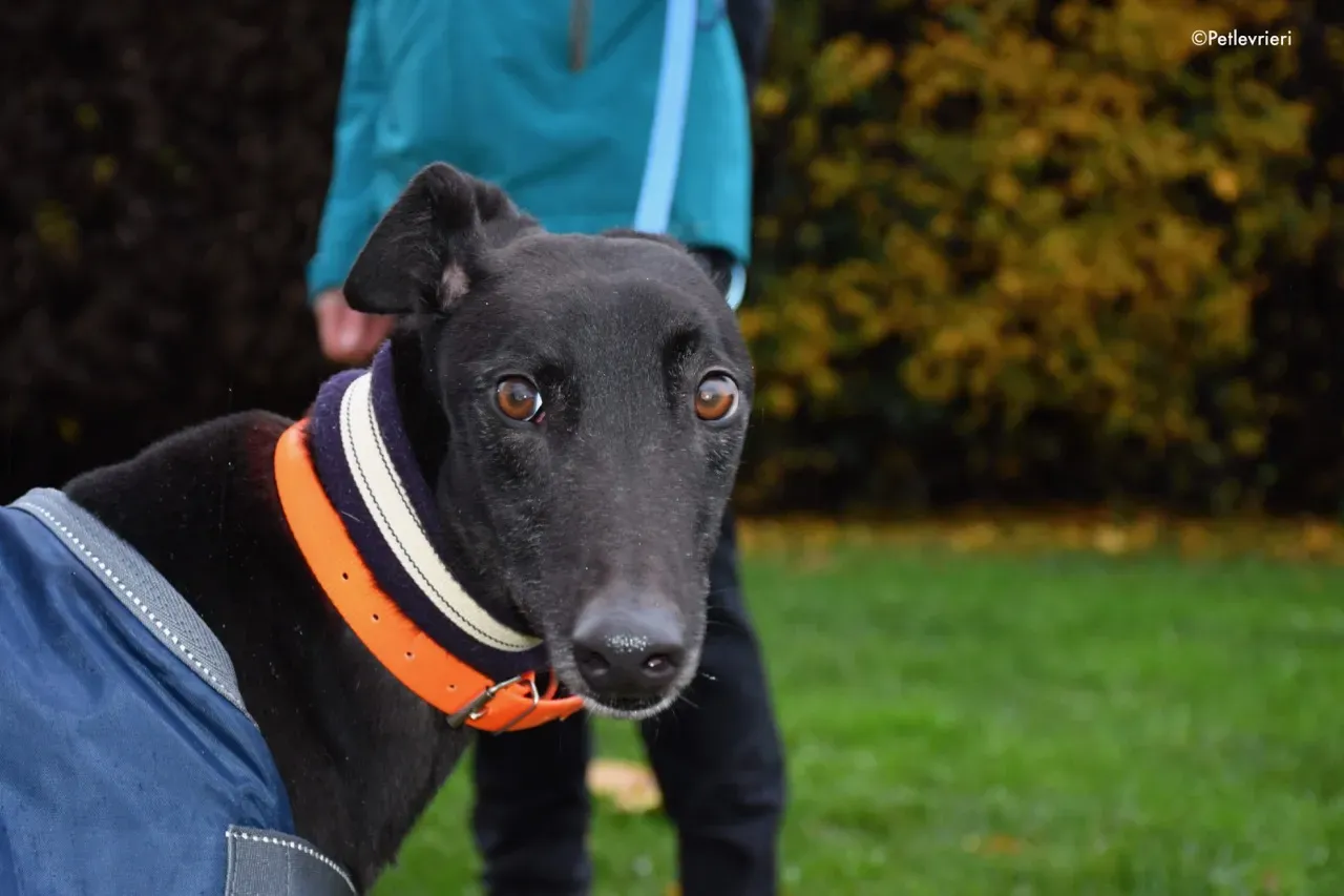 hubbard adozione levrieri greyhound 2