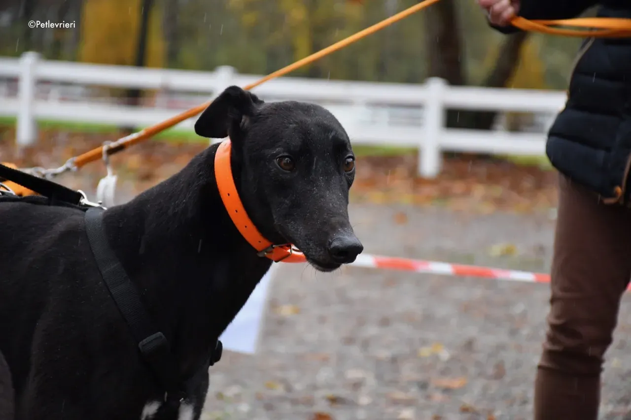 hubbard adozione levrieri greyhound 19