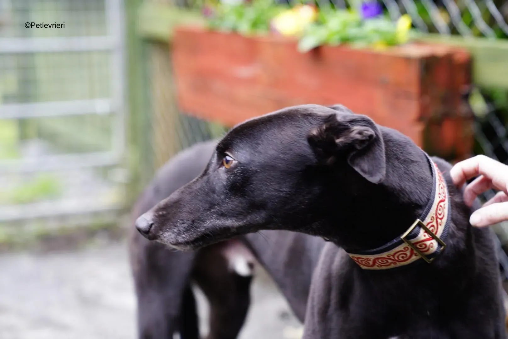 hubbard adozione levrieri greyhound 3